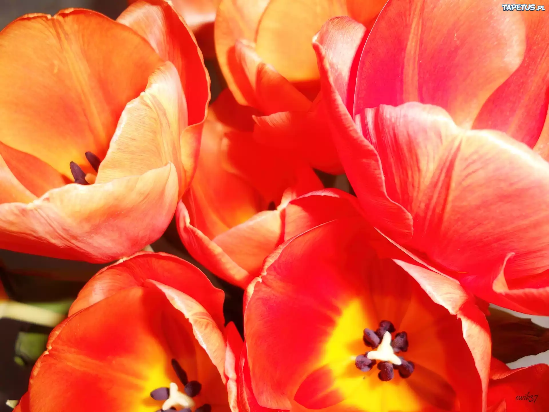 Pomarańczowe, Tulipany, Bukiet