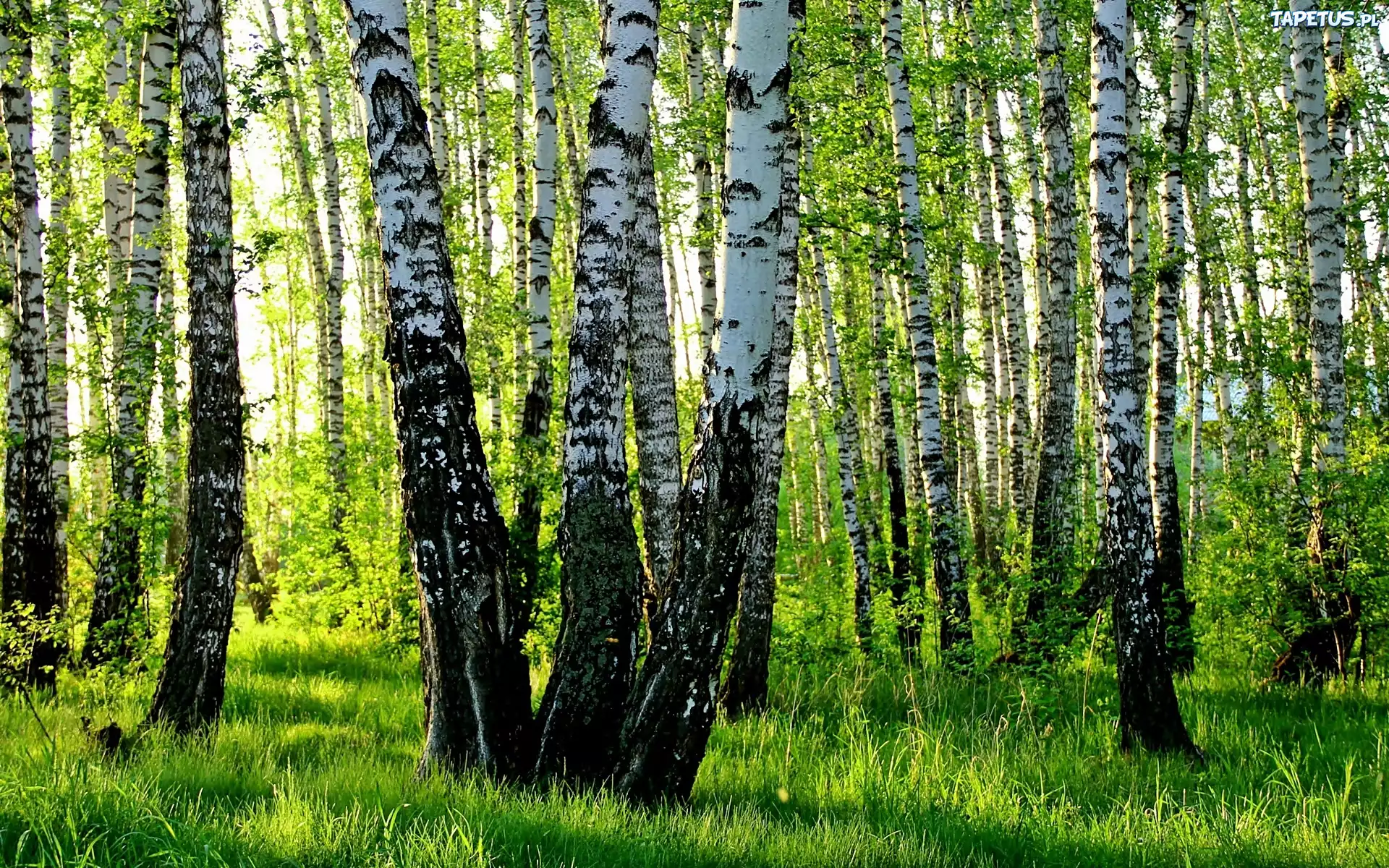 Brzozowy, Zagajnik, Przebijające, Światło