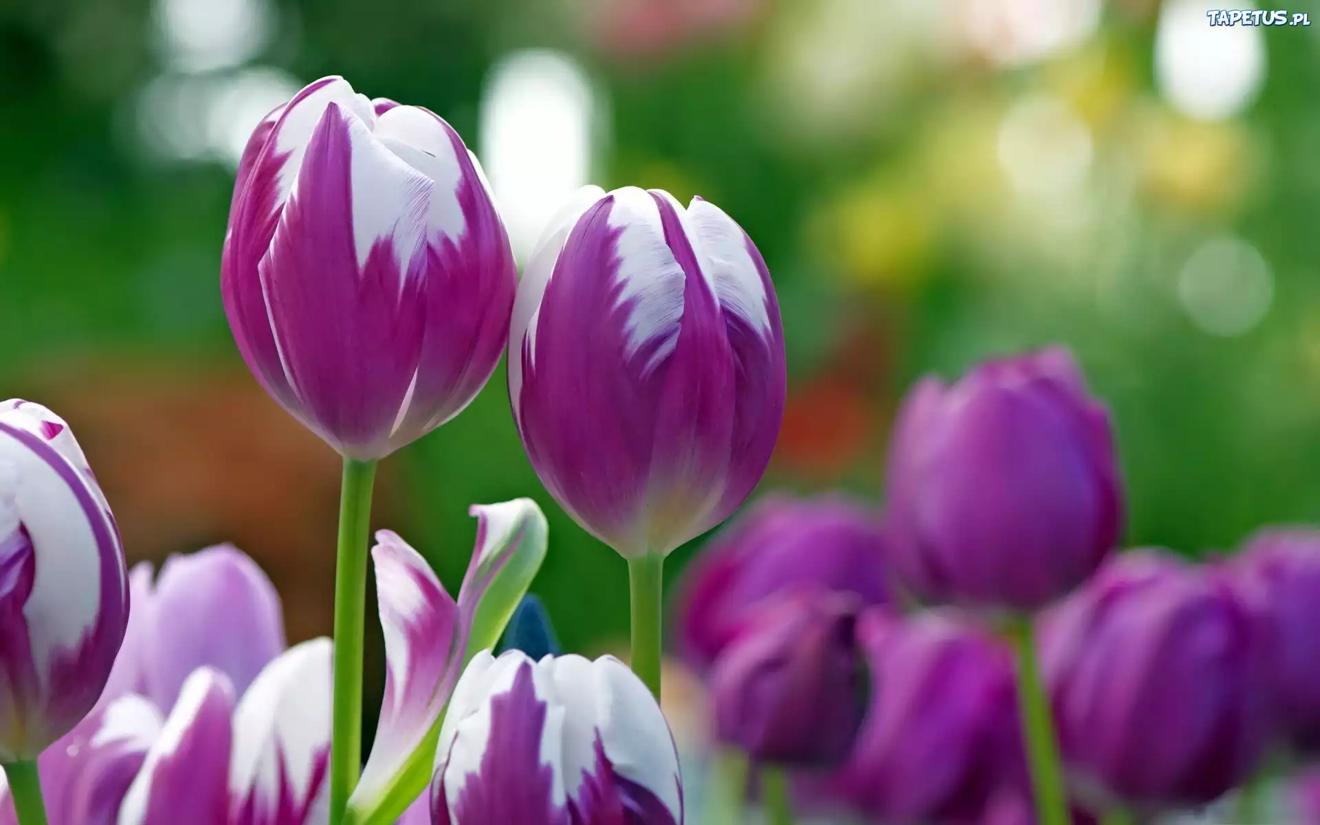 Biało, Fioletowe, Tulipany