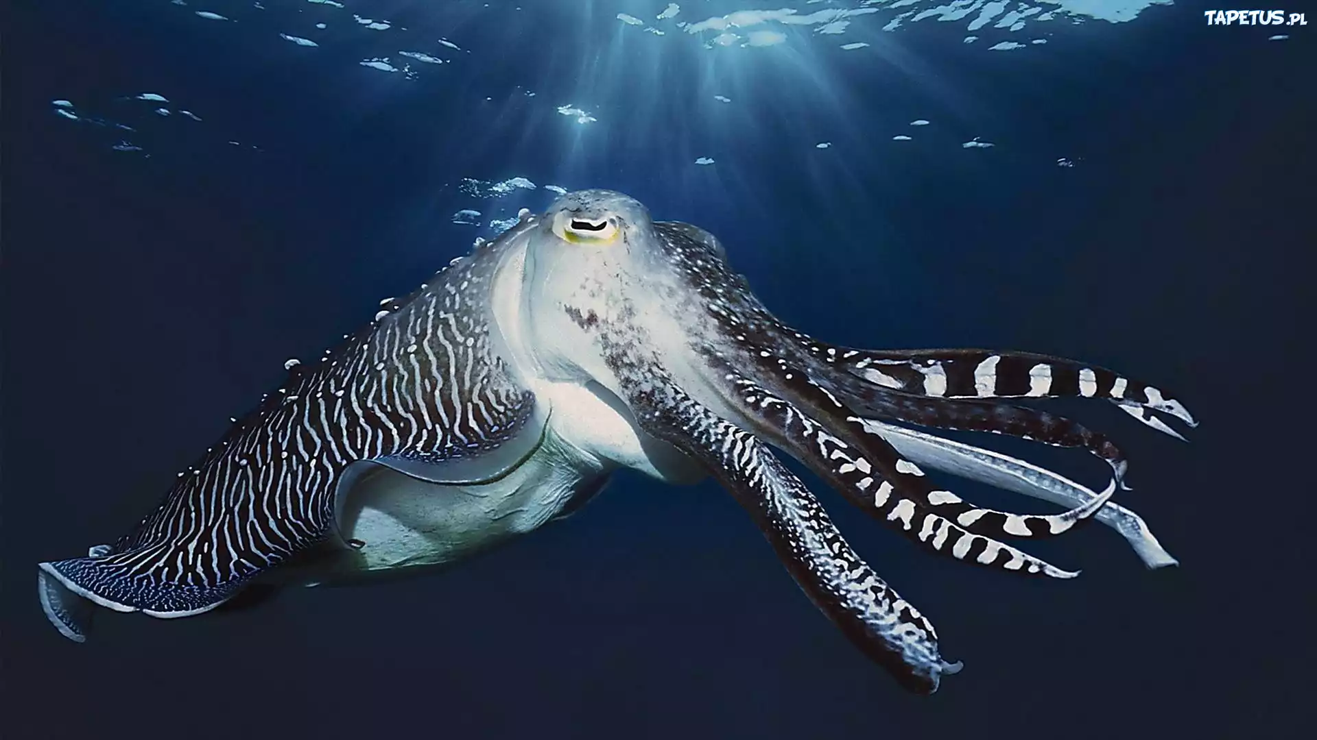 Kałamarnica, Ocean
