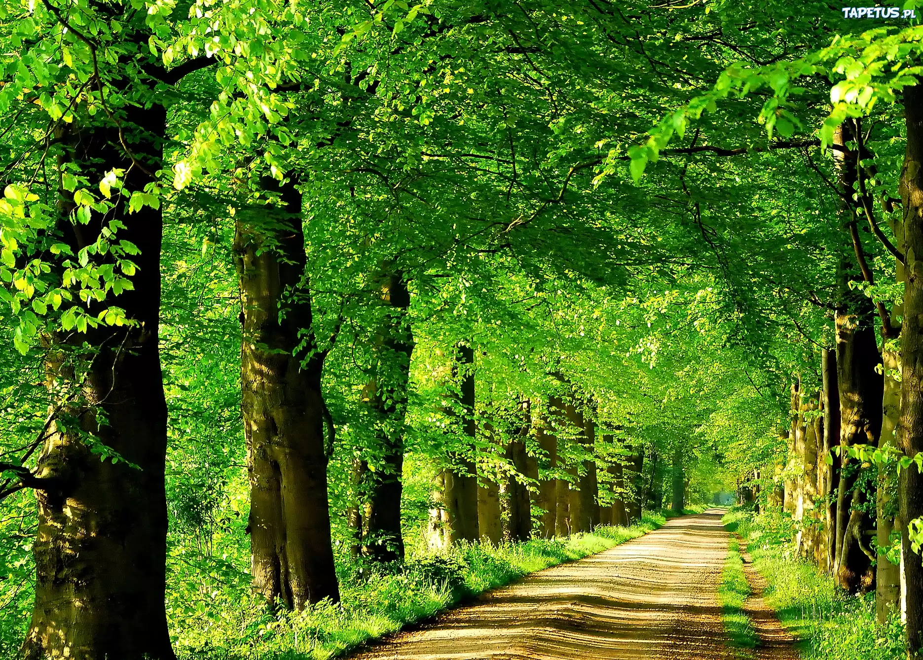 Droga, Drzewa, Park