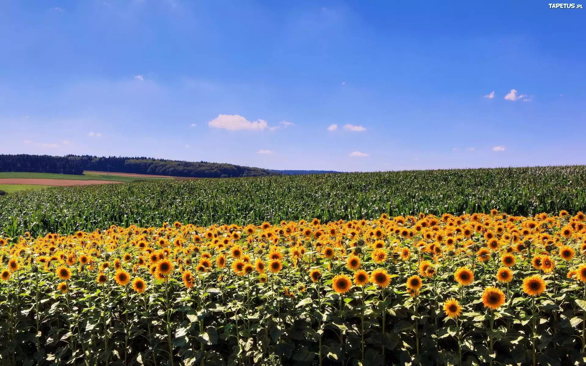 Plantacja, Słonecznika, Kukurydzy