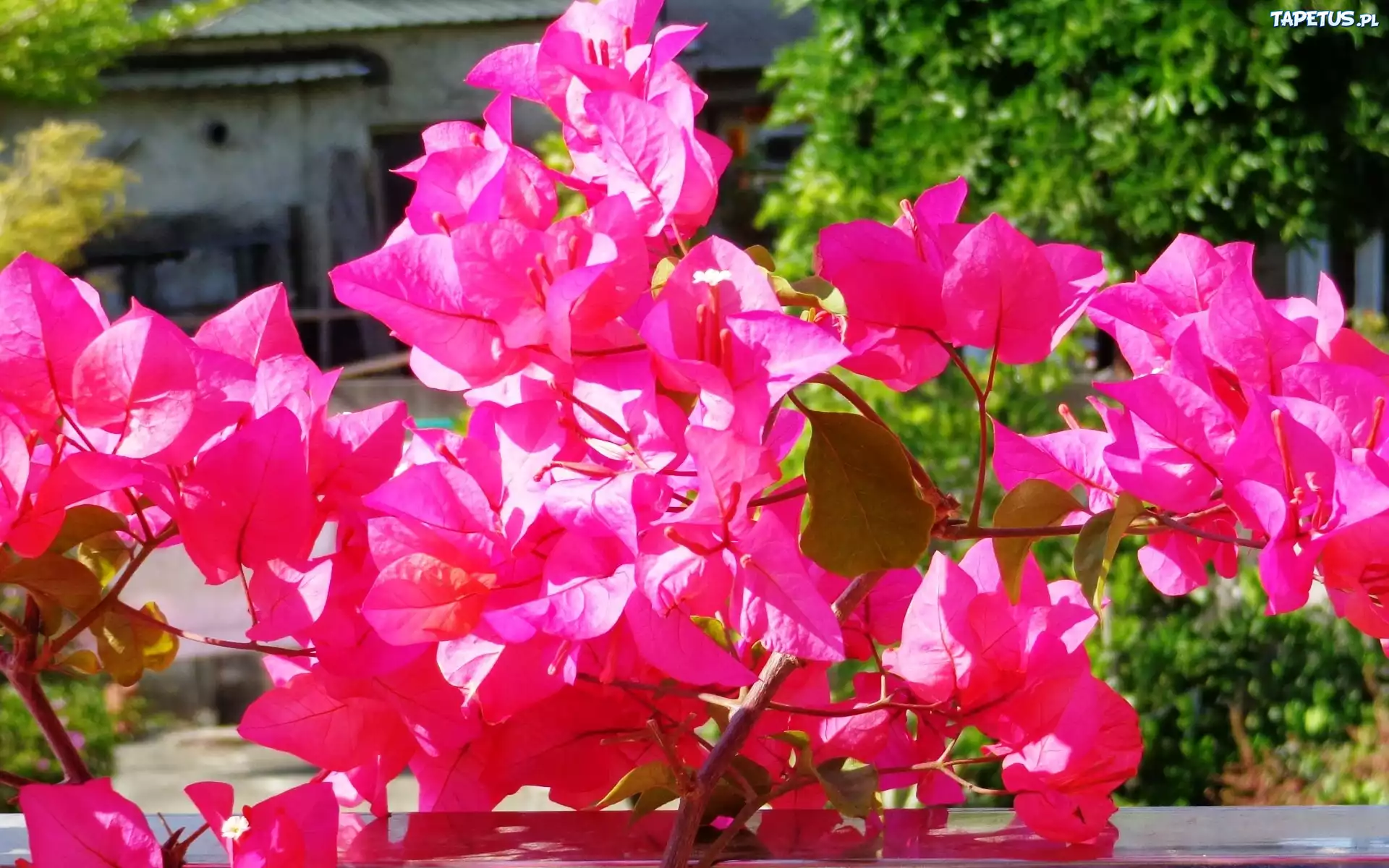 Kwiaty, Bugenwilla