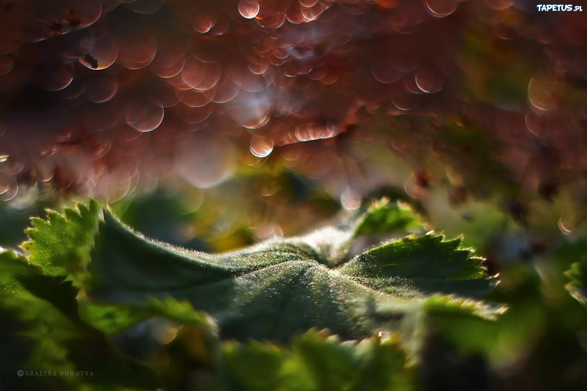 Liść, Zielony, Bokeh