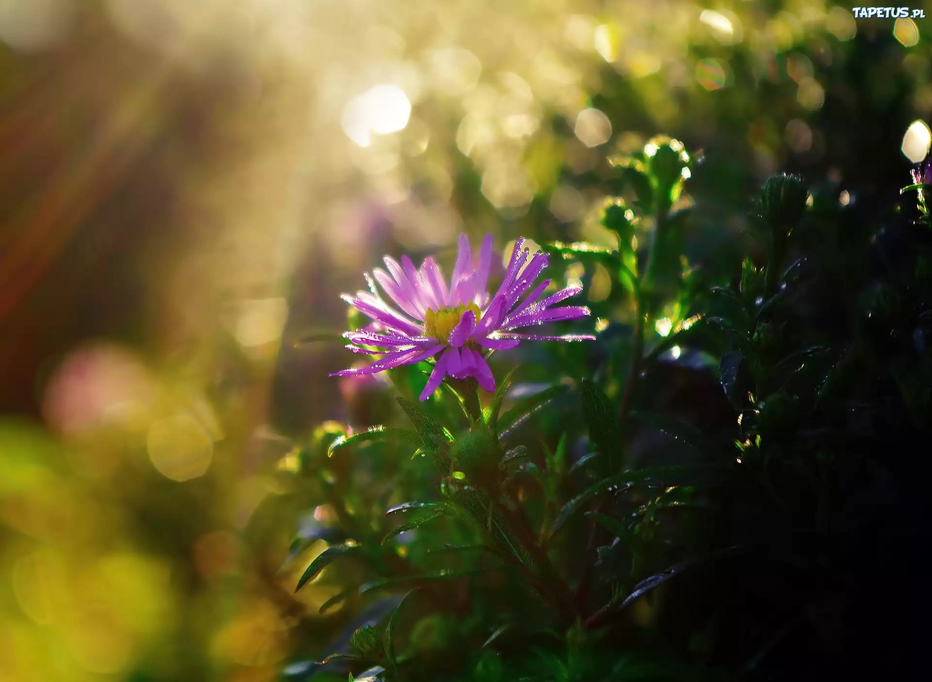 Kwiat, Aster