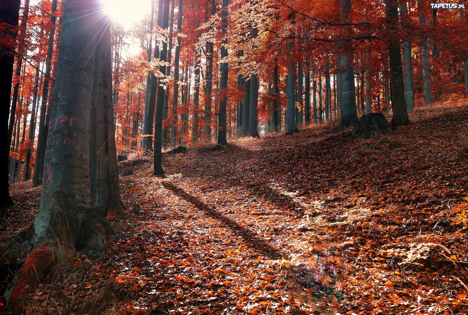 солнце лес листва осень бесплатно