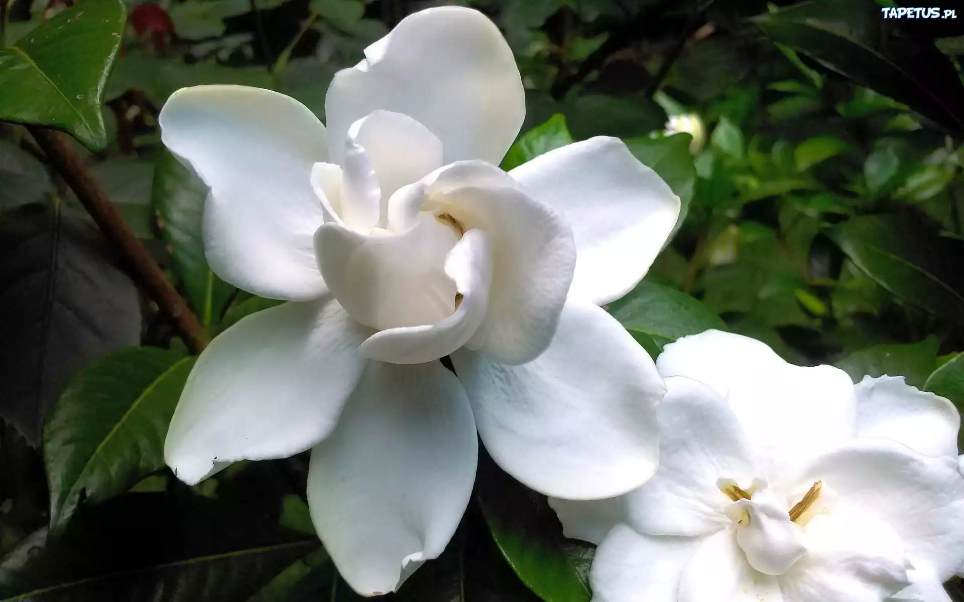 Biały, Kwiat, Gardenia