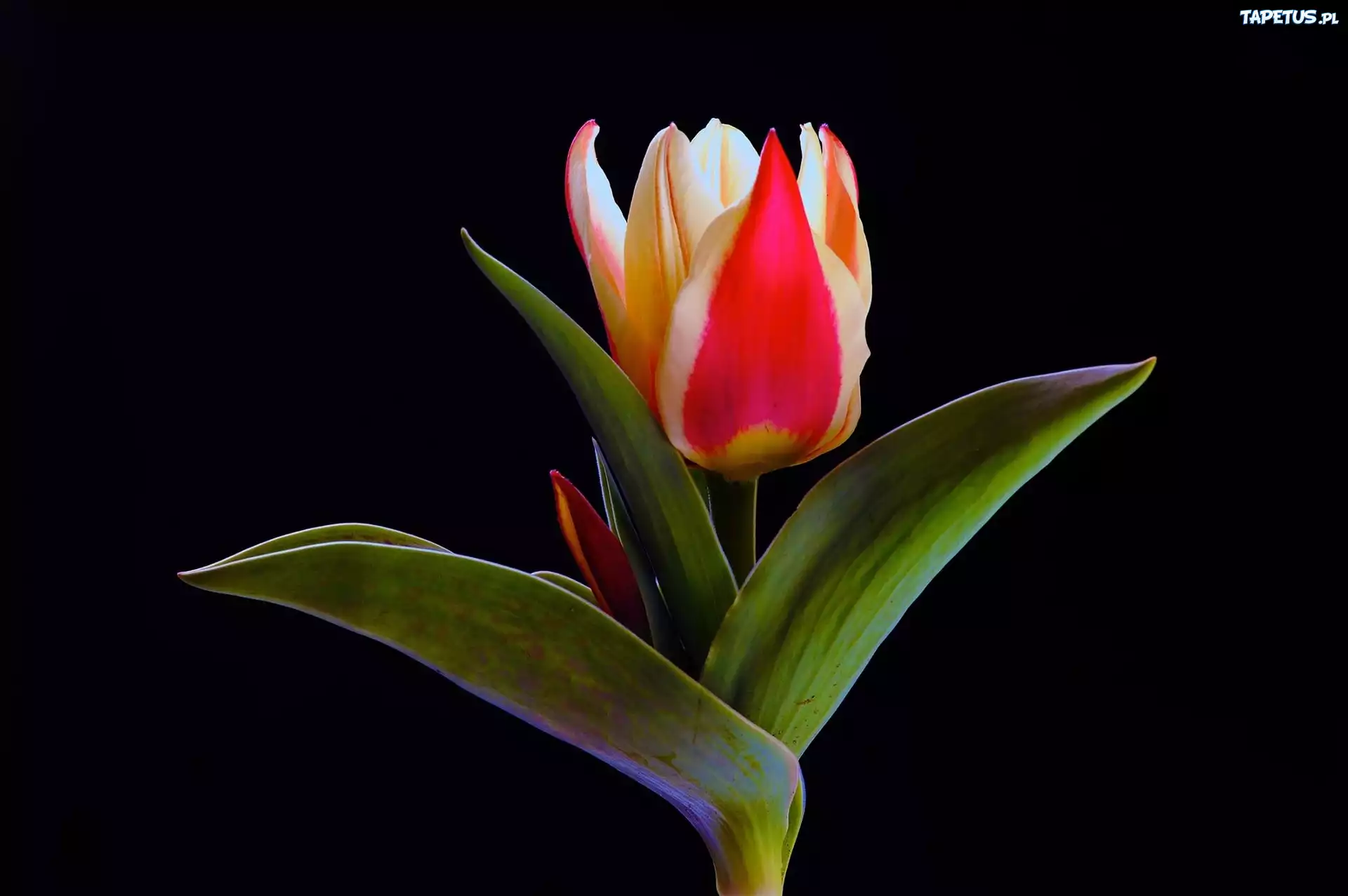 Tulipan, Czarne, Tło