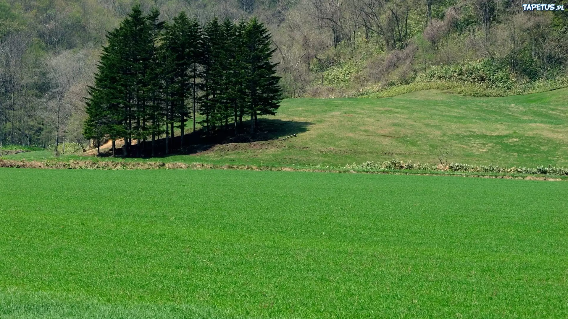 Pola, Łąki, Trawa, Drzewa