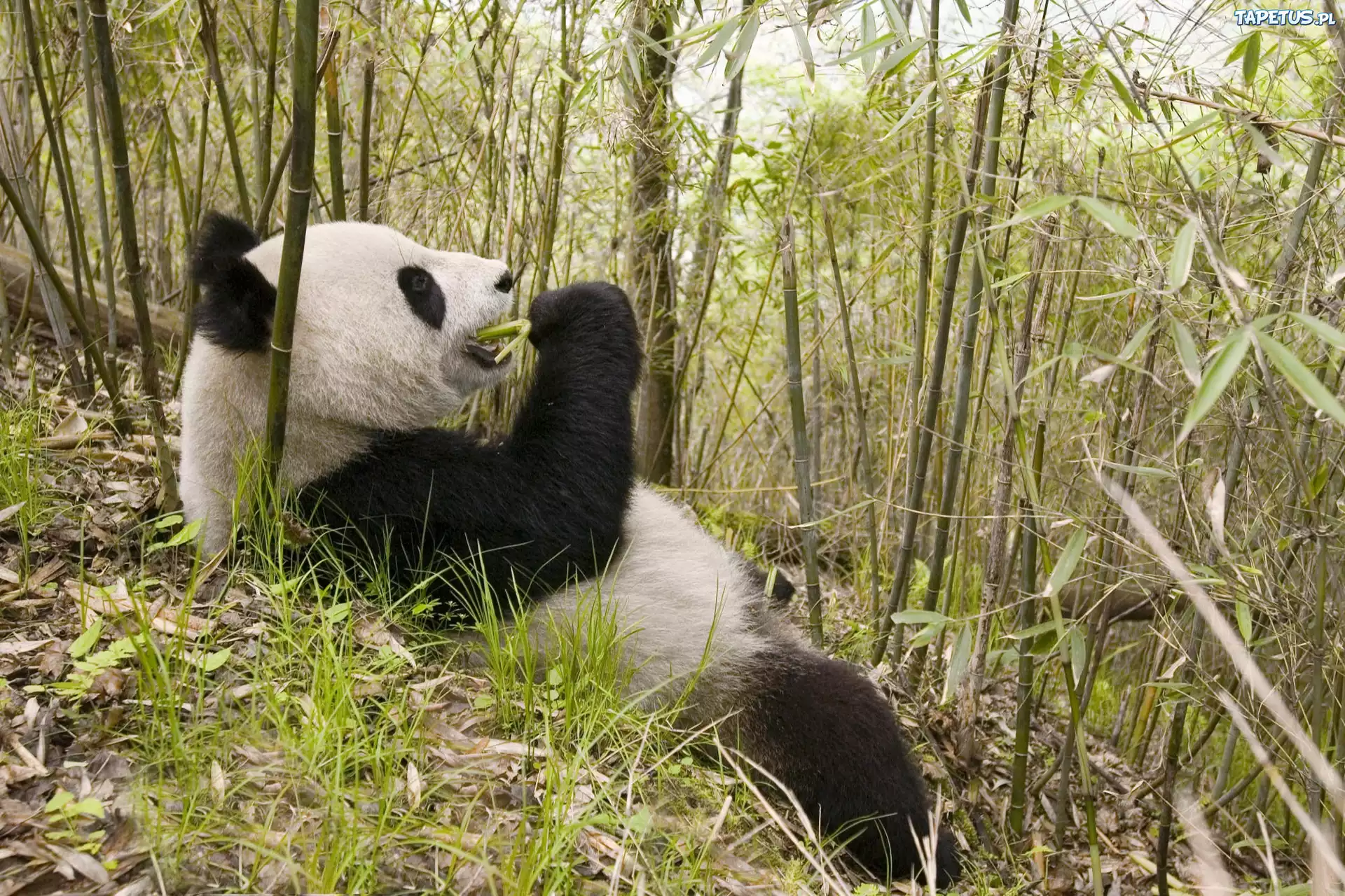 Panda, Posiłek
