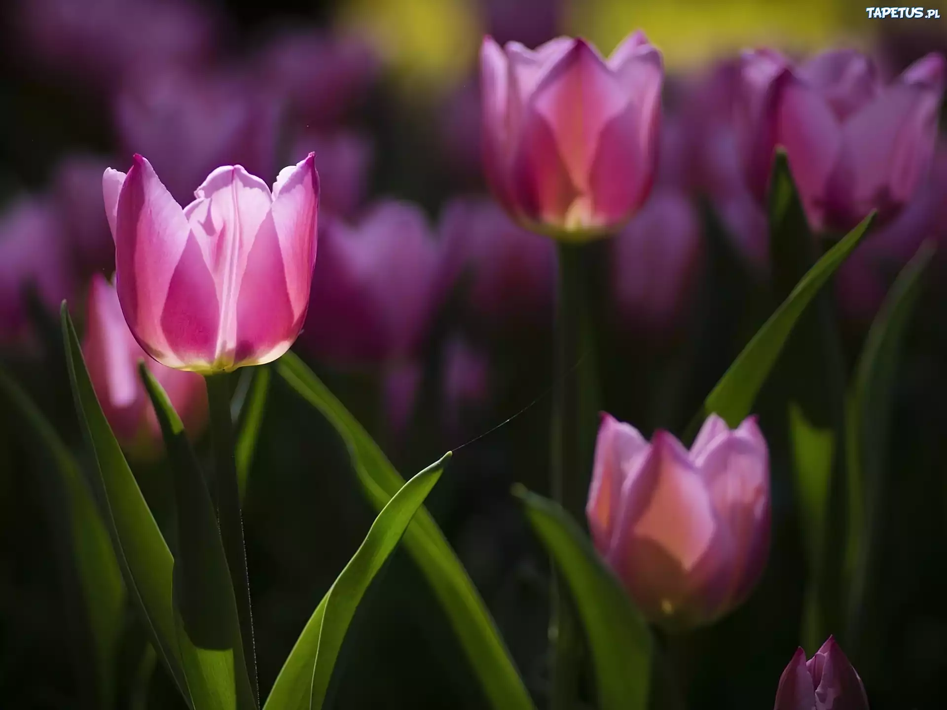 Różowe, Tulipany