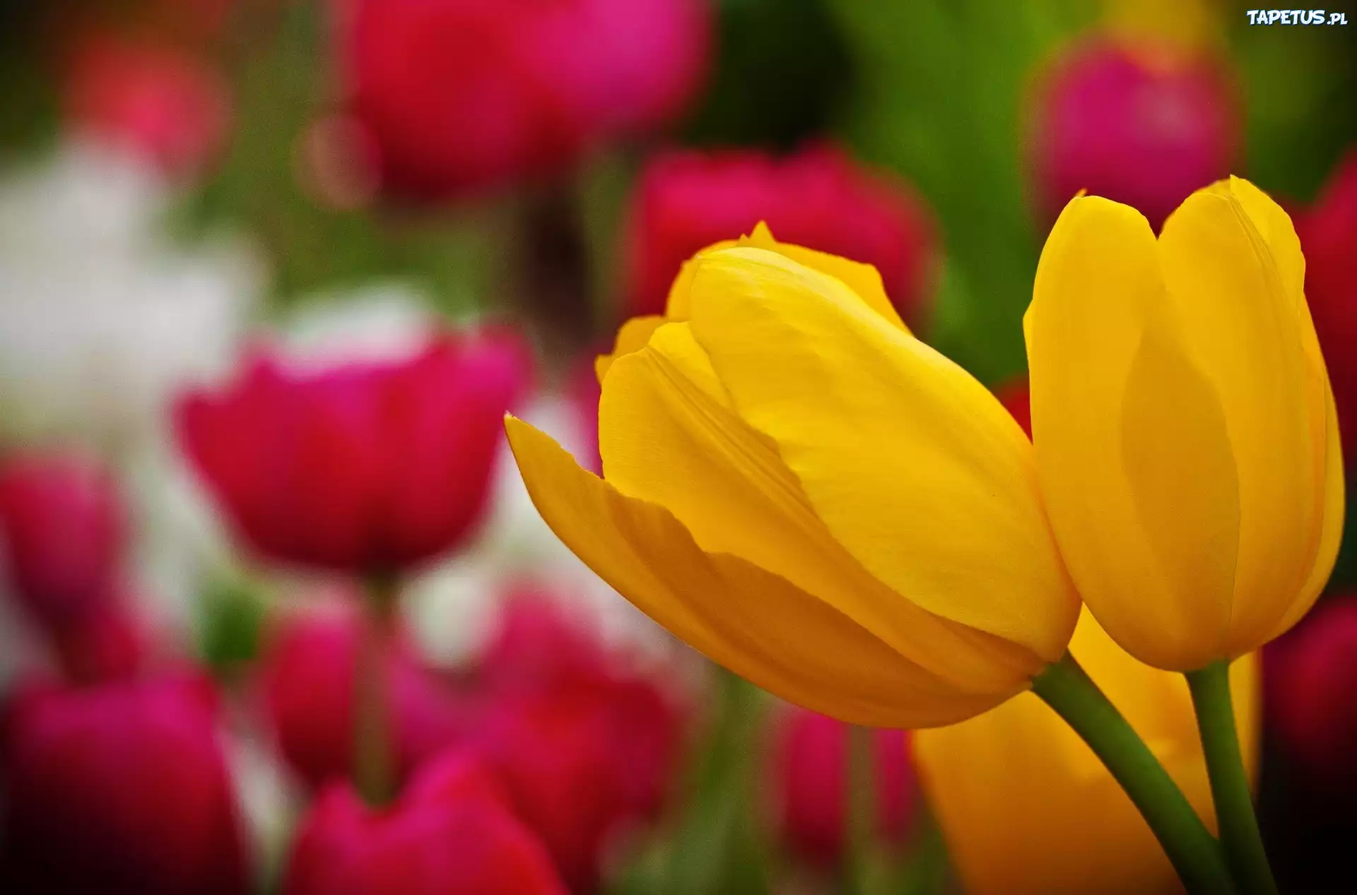 Żółte, Tulipany