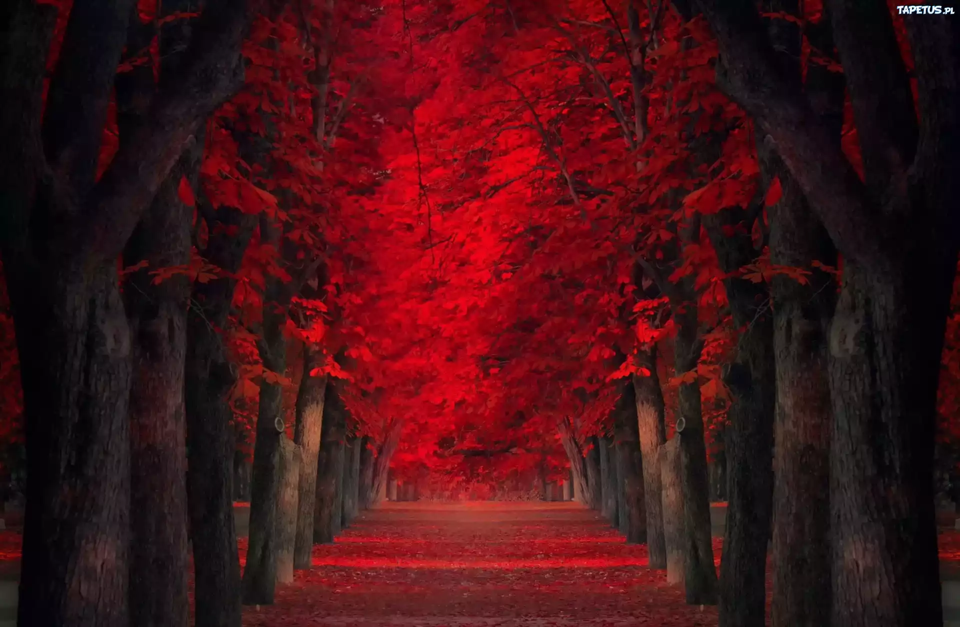 Jesien, Drzewa, Droga, Tunel, Park