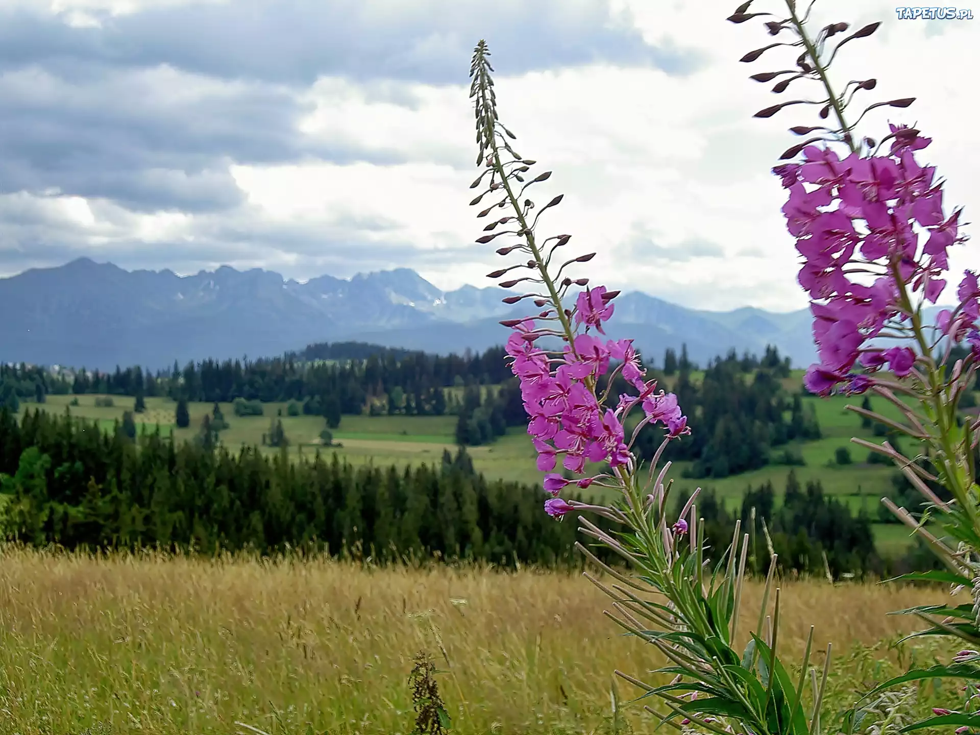 Tatry, Lasy, Pola, Łąka, Kwitnąca, Wierzbówka, Kiprzyca