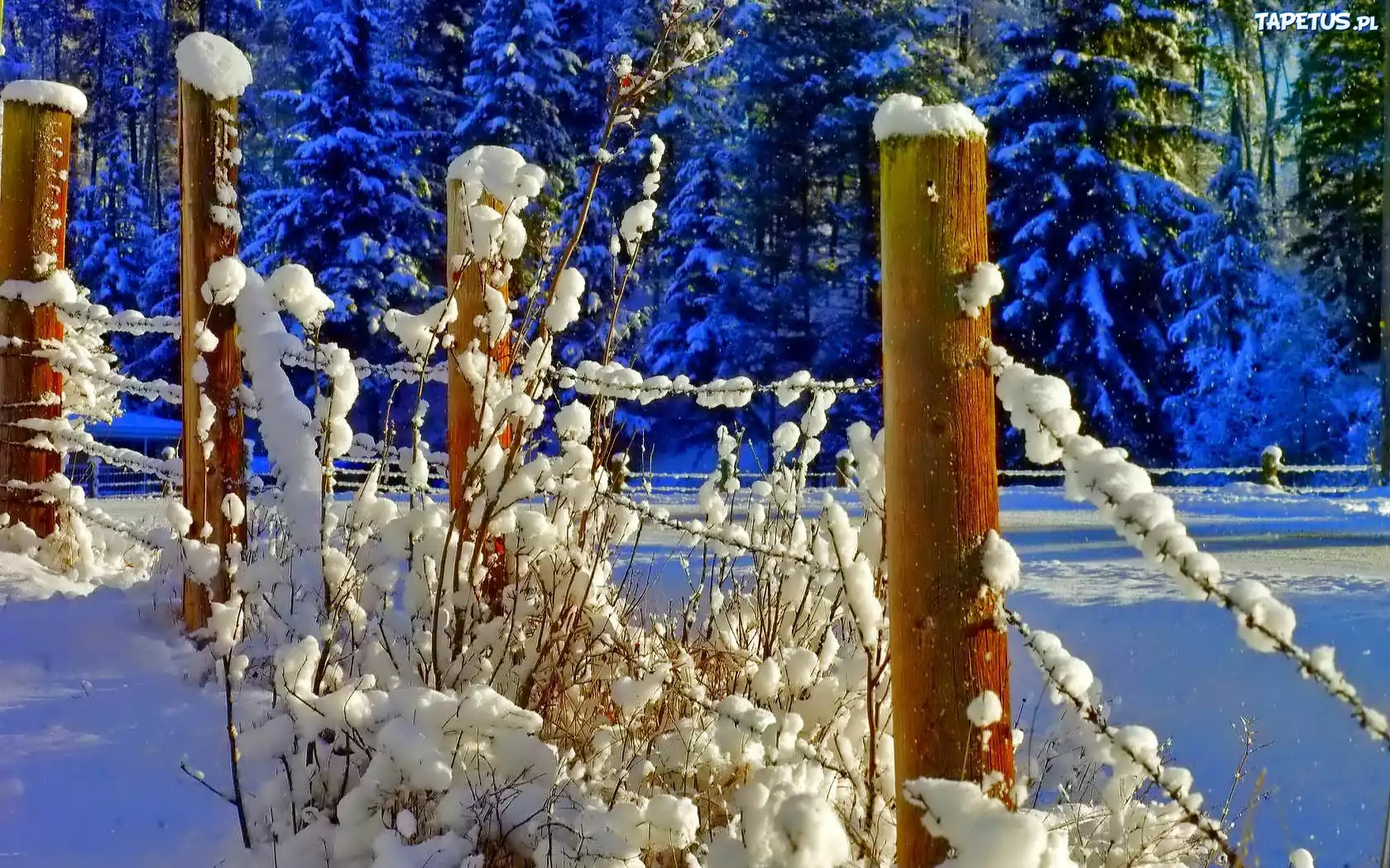 Zima, Las, Płot, Śnieg