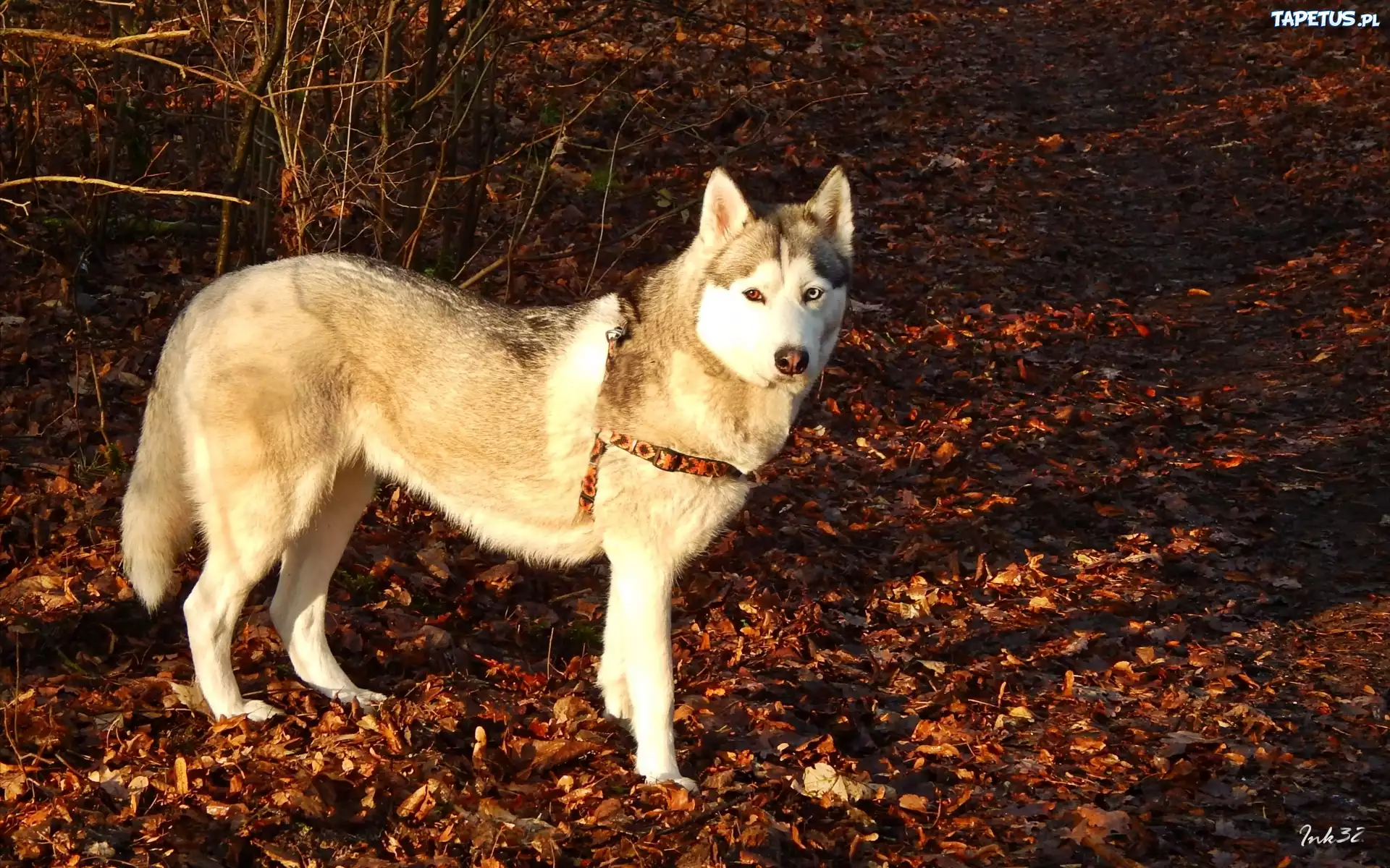 Siberian, Husky, Suche, Liście