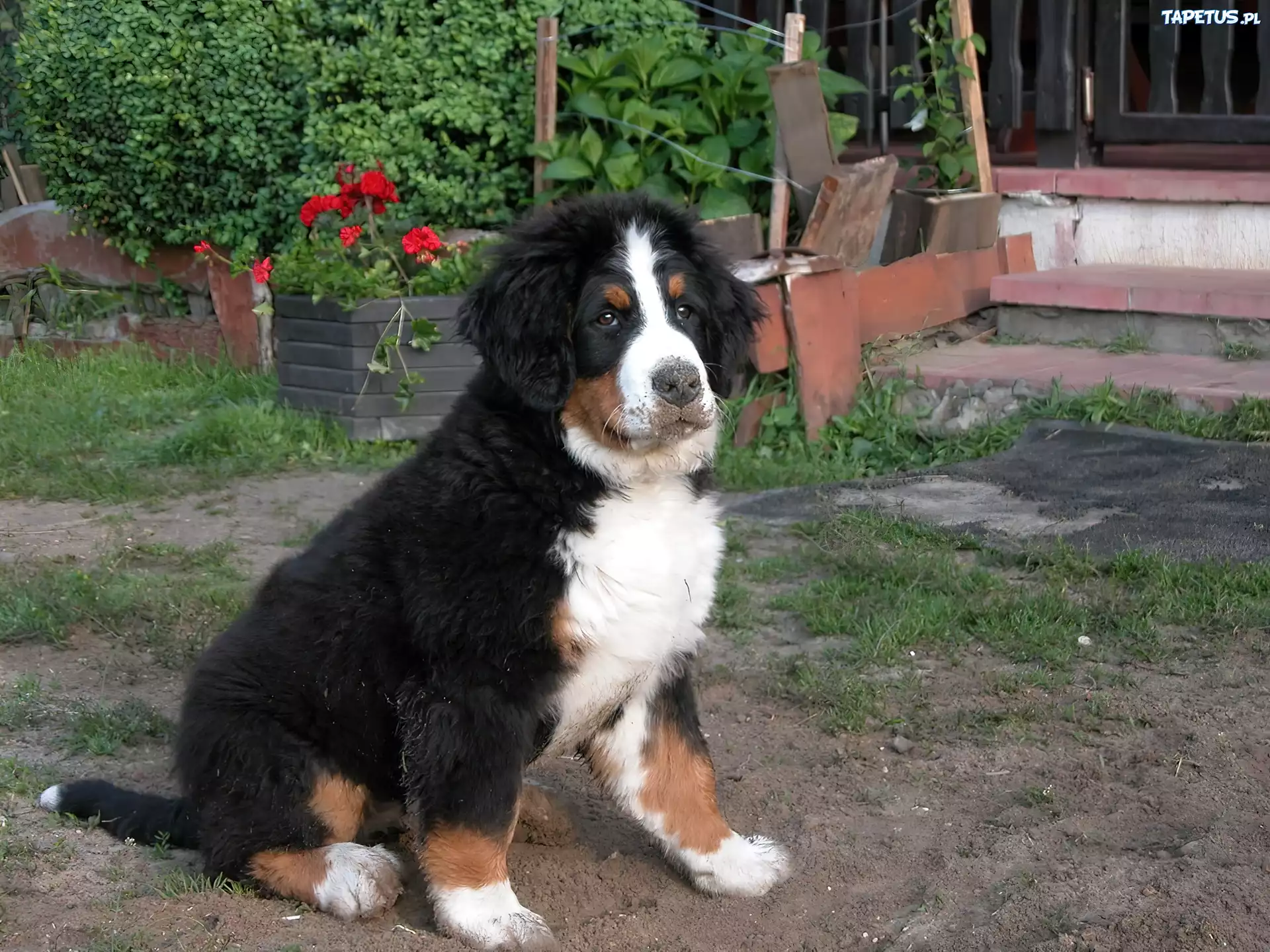 młody, Berneński pies pasterski