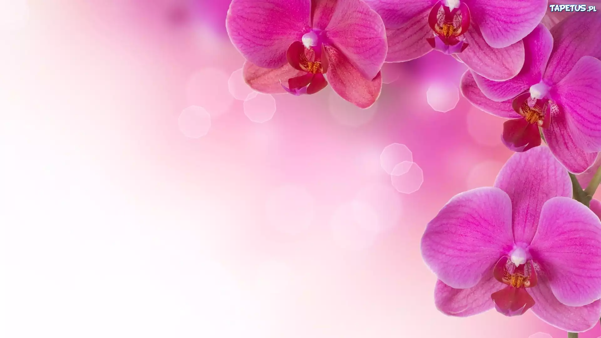 Różowe, Orchidea