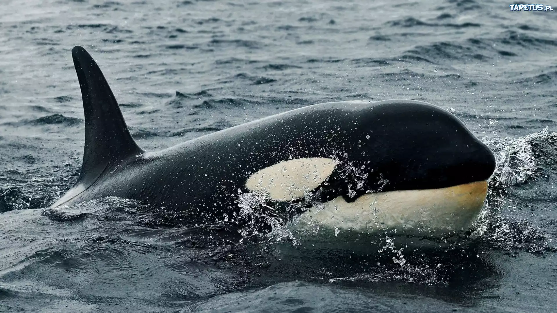 Orka