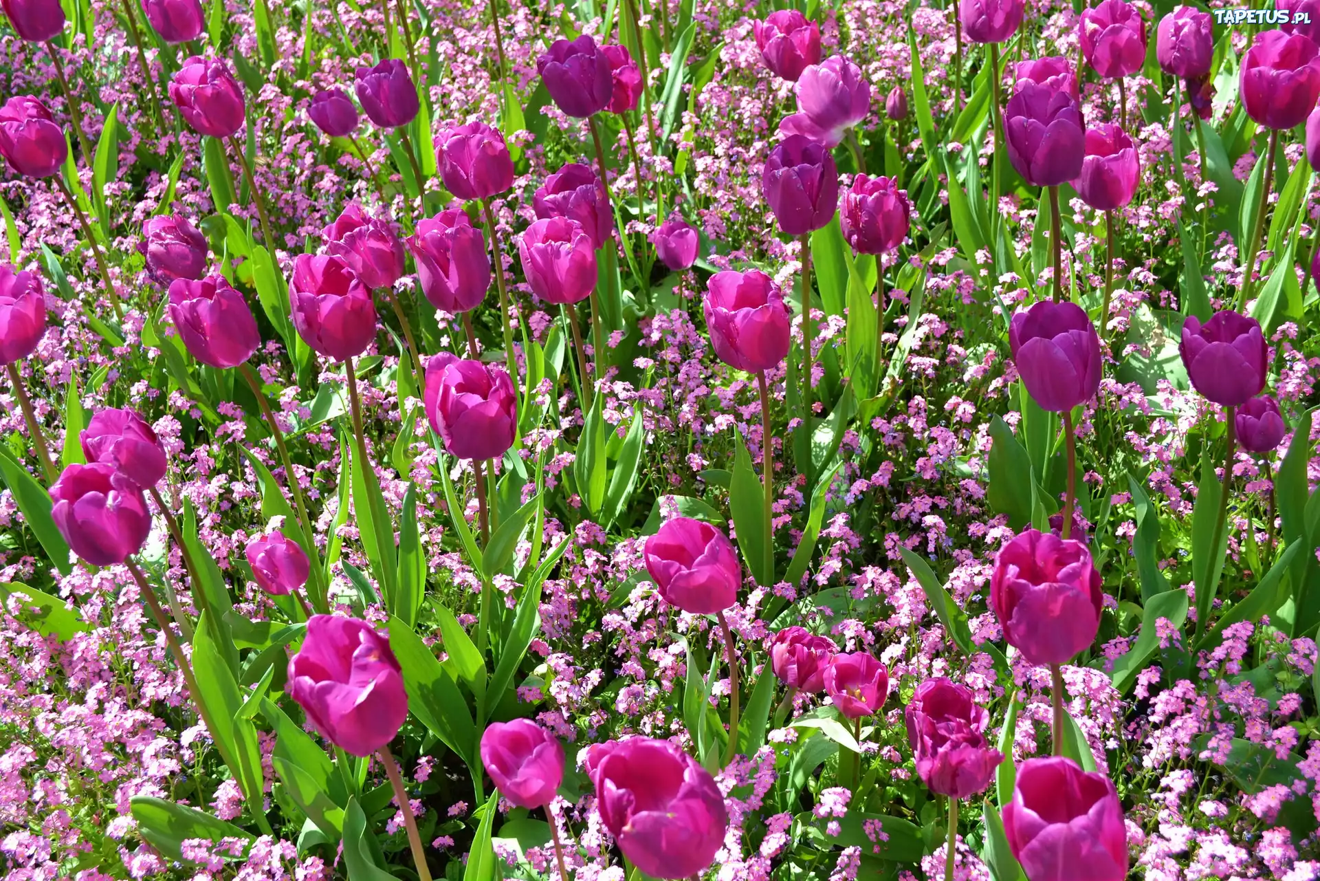 Kwiaty, Różowe, Tulipany