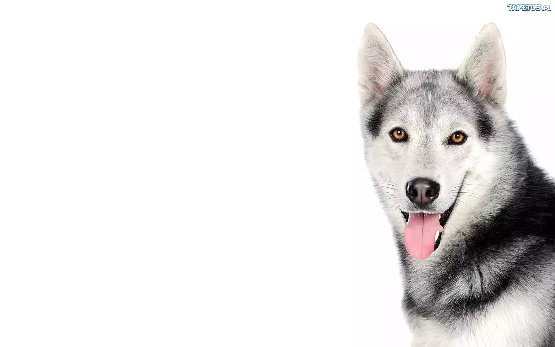 Pies, Siberian Husky