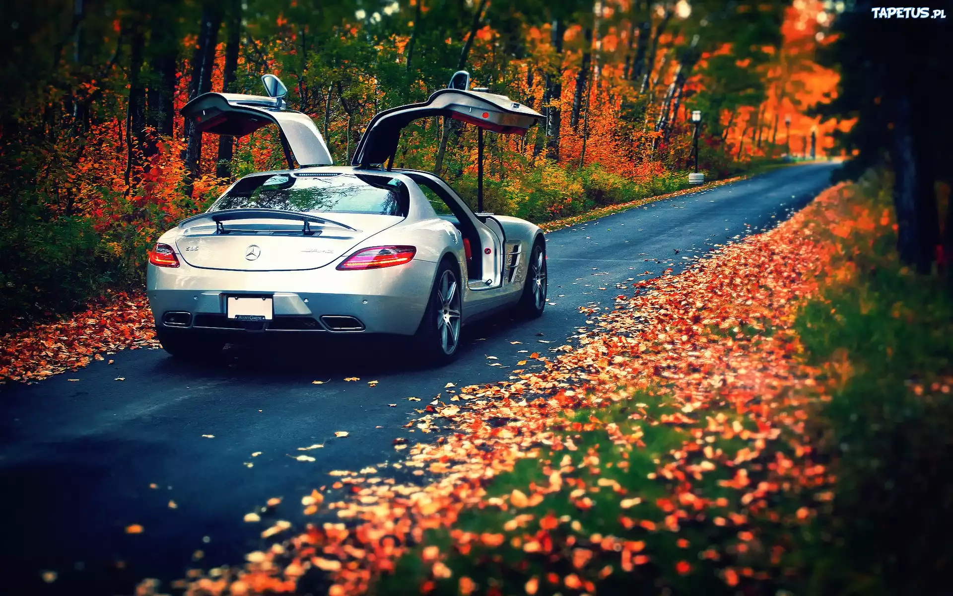 Mercedes, SLS, Las, Droga, Liście, Jesień