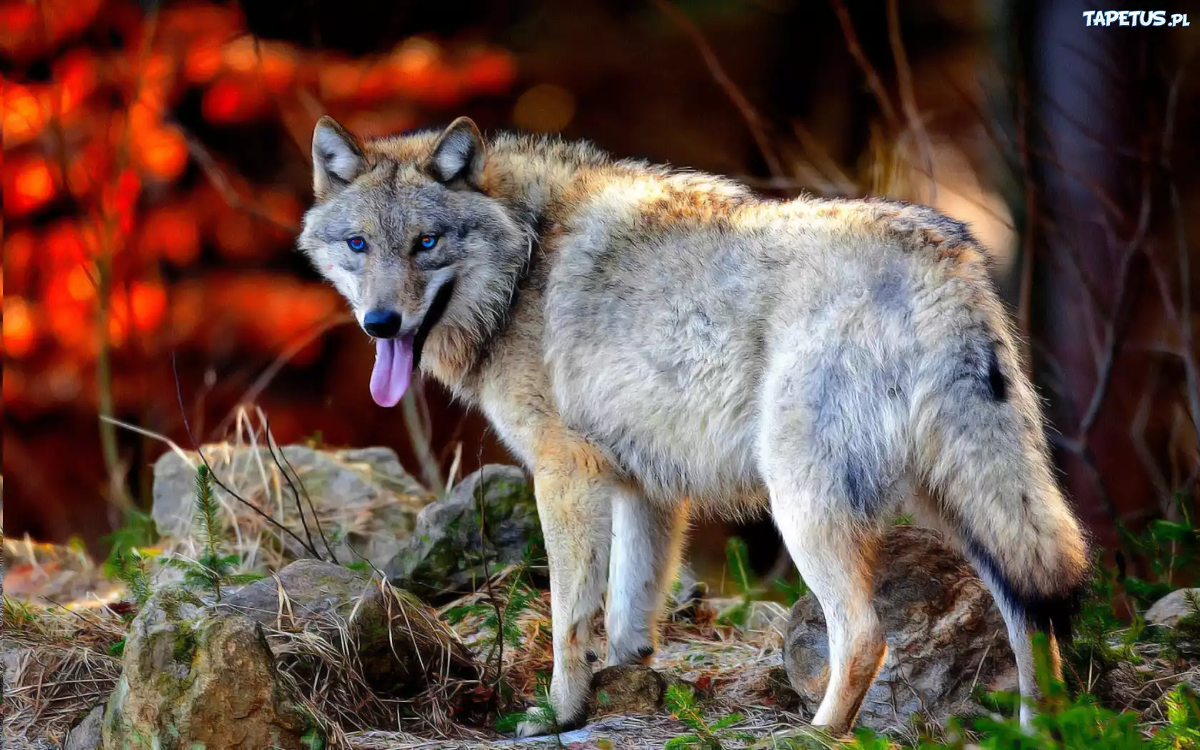 Волк евразии. Волк canis Lupus. Макензенский волк. Среднерусский Лесной волк. Волк серый обыкновенный.
