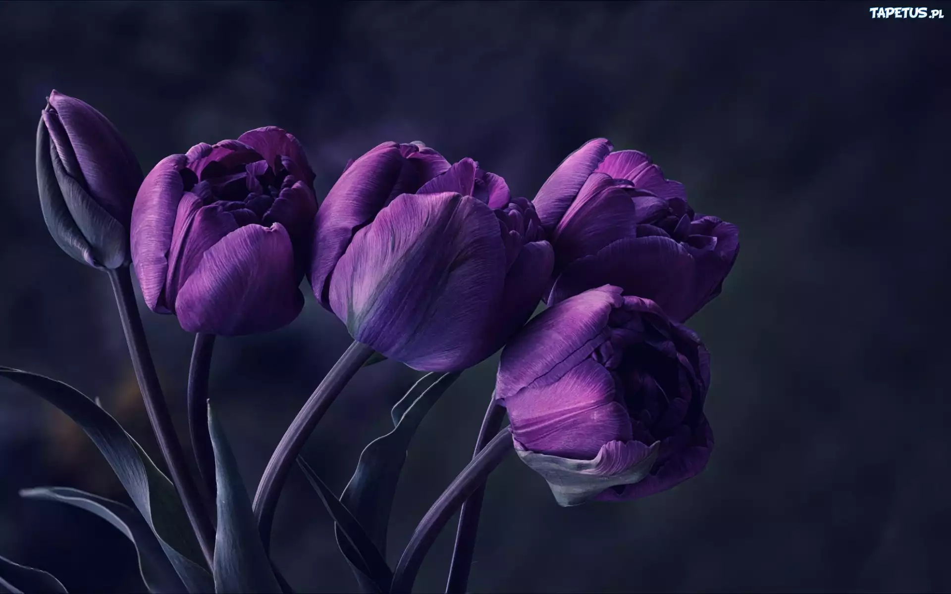 Kwiaty, Bukiet, Tulipany