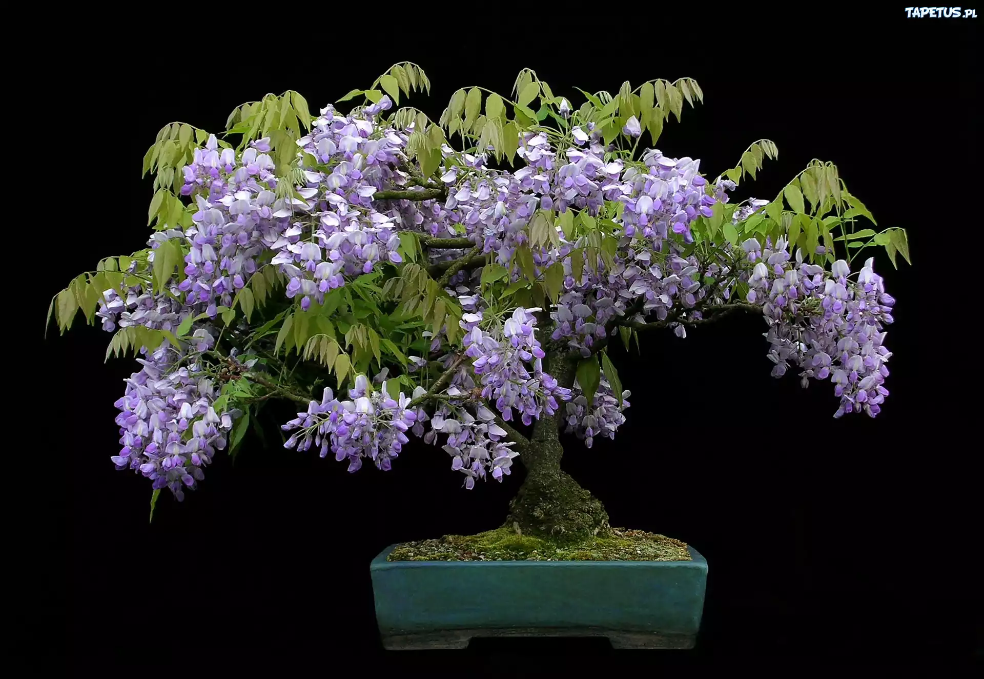 Bonsai, Glicynia, Czarne, Tło