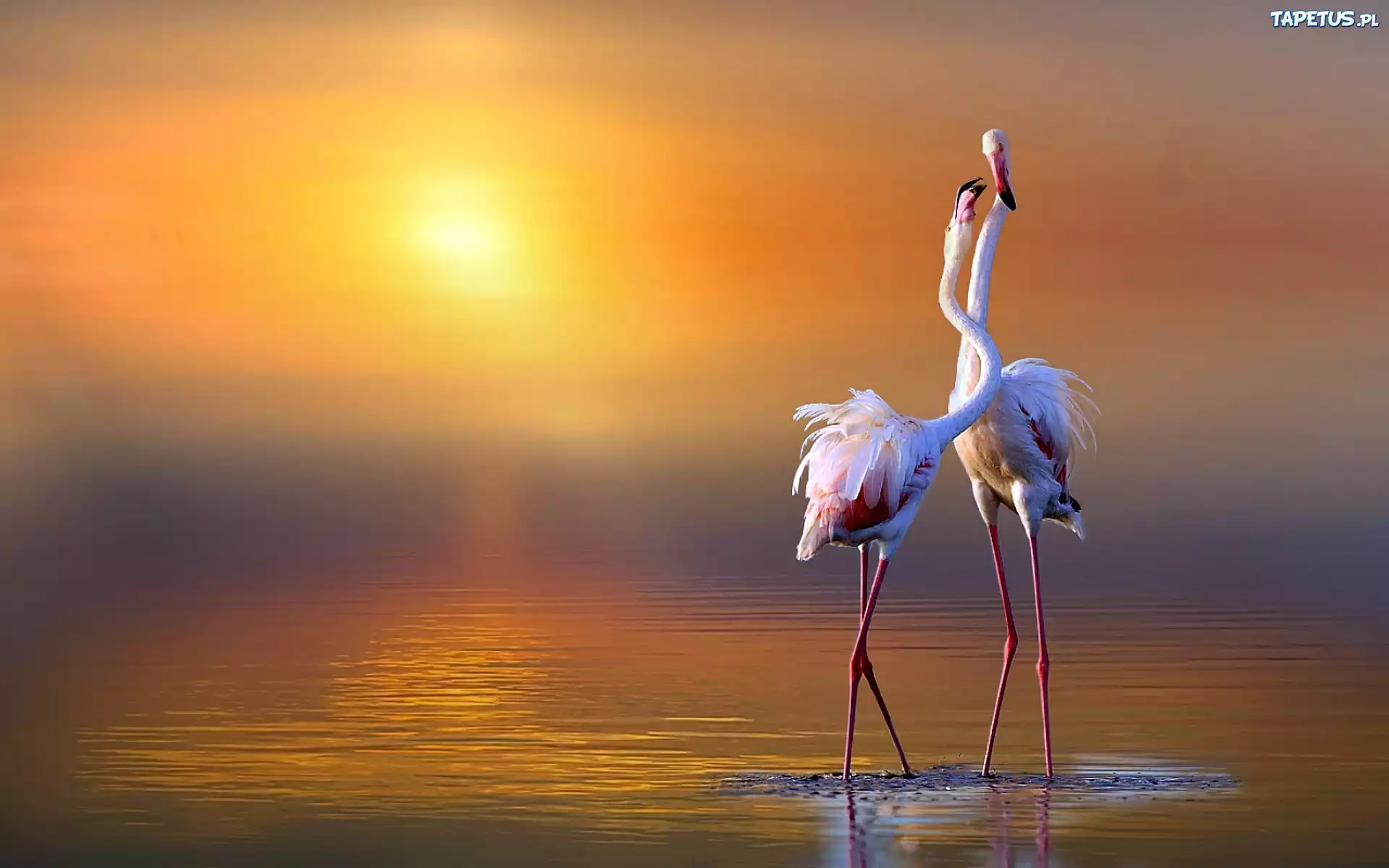 Wschód, Słońca, Flamingi