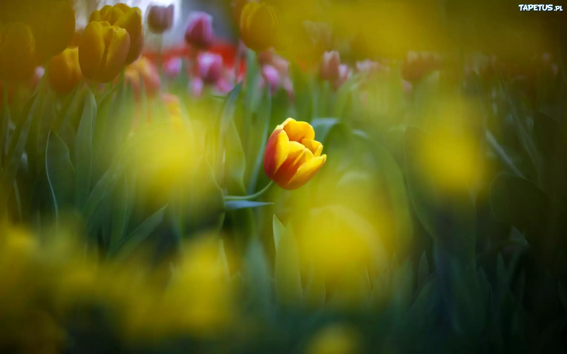 Tulipan, Makro, Rozmycie