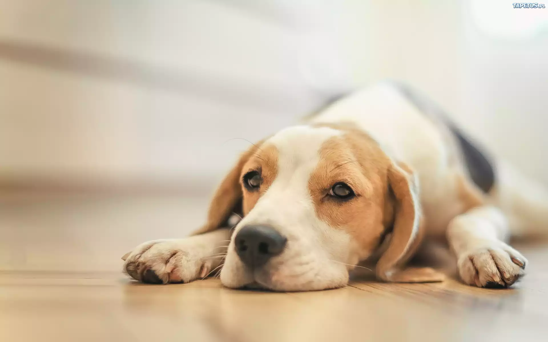 Pies, Szczeniak, Beagle