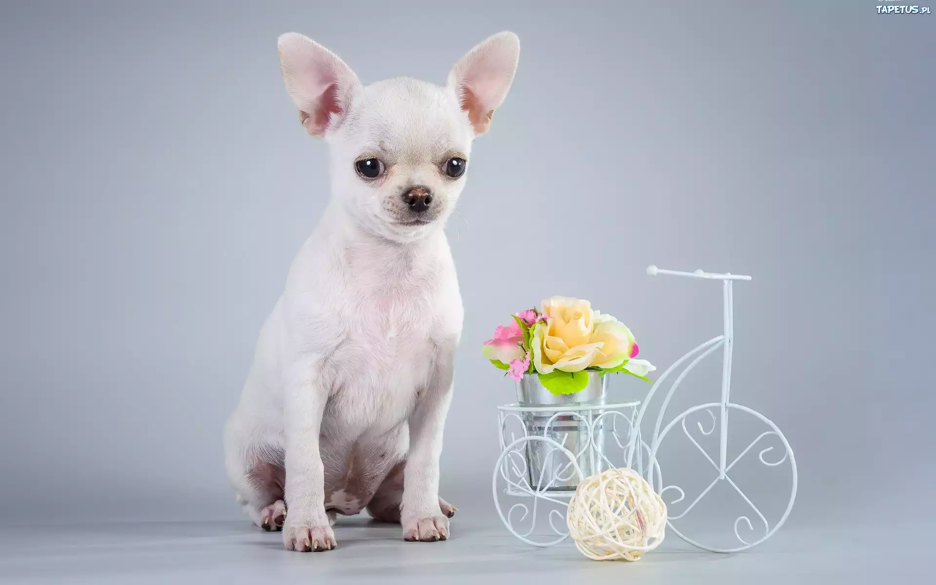Pies, Chihuahua