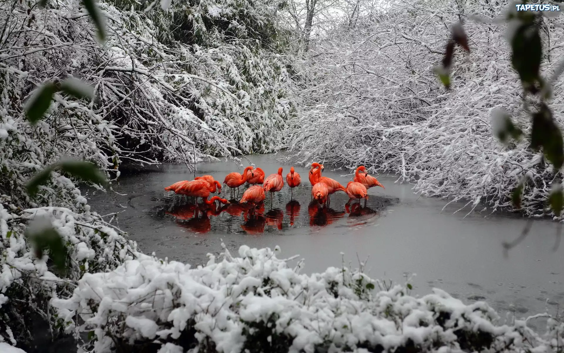 Flamingi, Rzeka, Las, Zima
