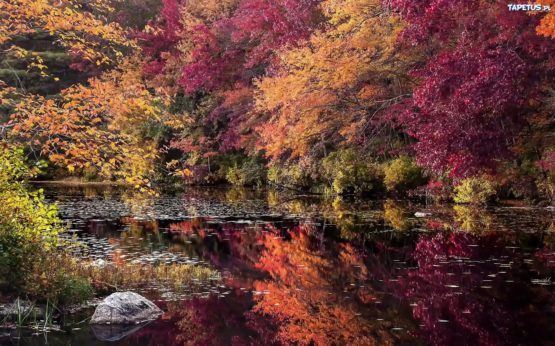 природа осень деревья камни nature autumn trees stones бесплатно