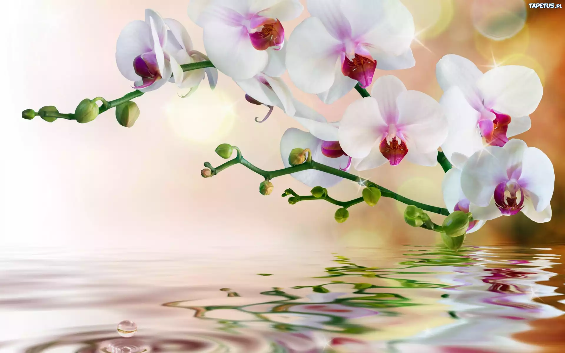 Orchidea, Woda, Odbicie