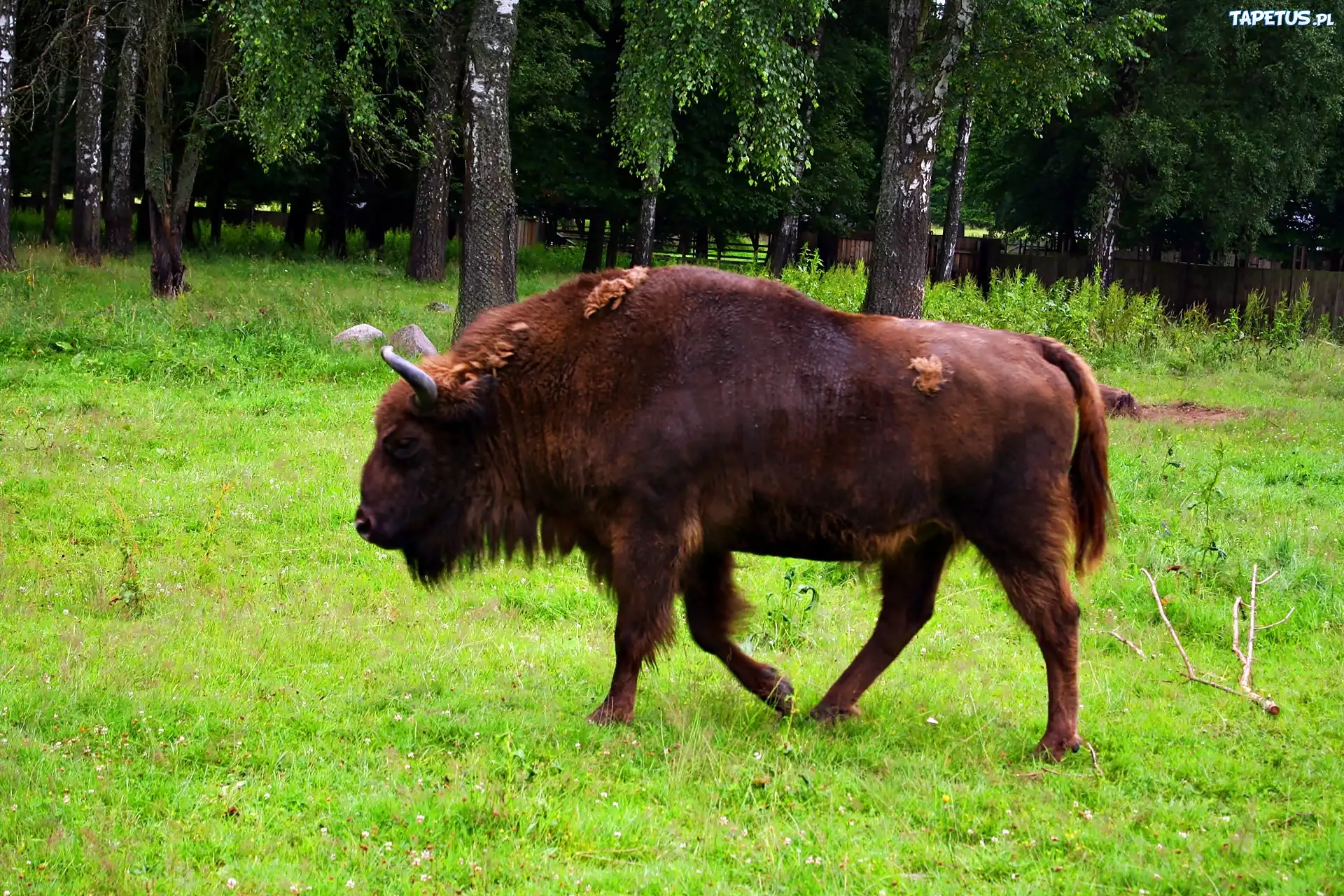 Białowieski, Park, Narodowy, Żubr