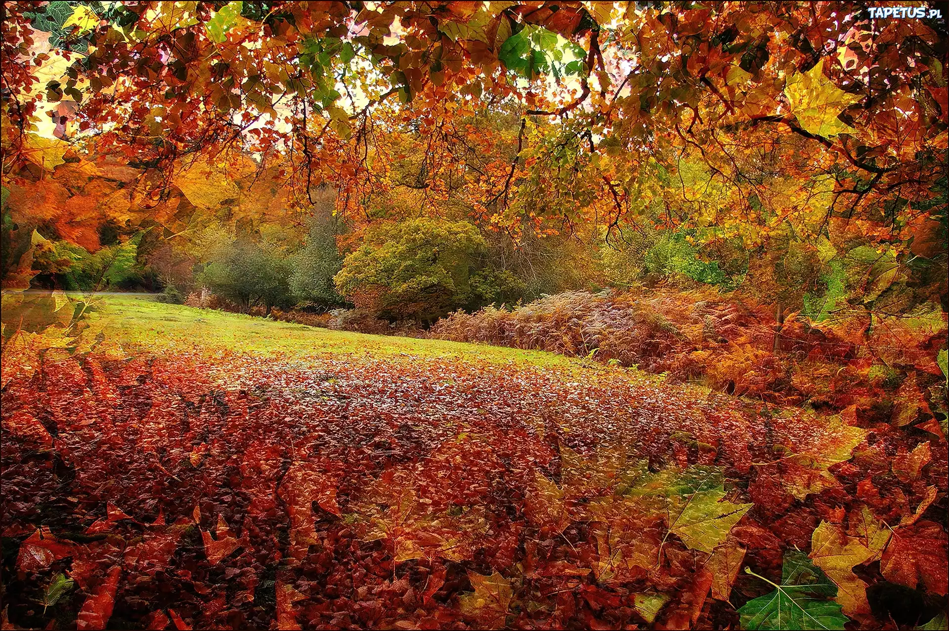 Grafika, Jesień, Park, Liście