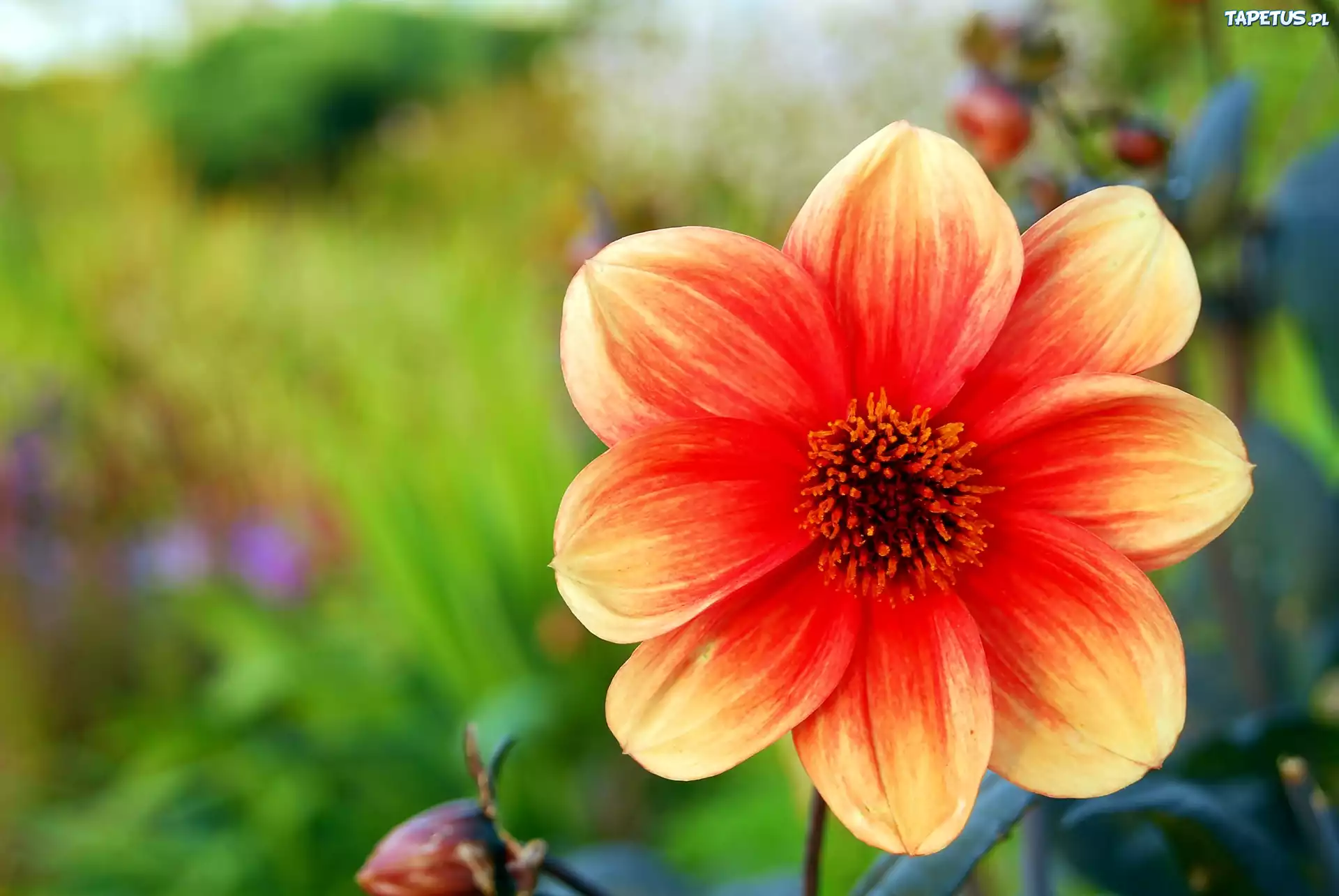 Dalia, Pomarańczowa, Rozmycie