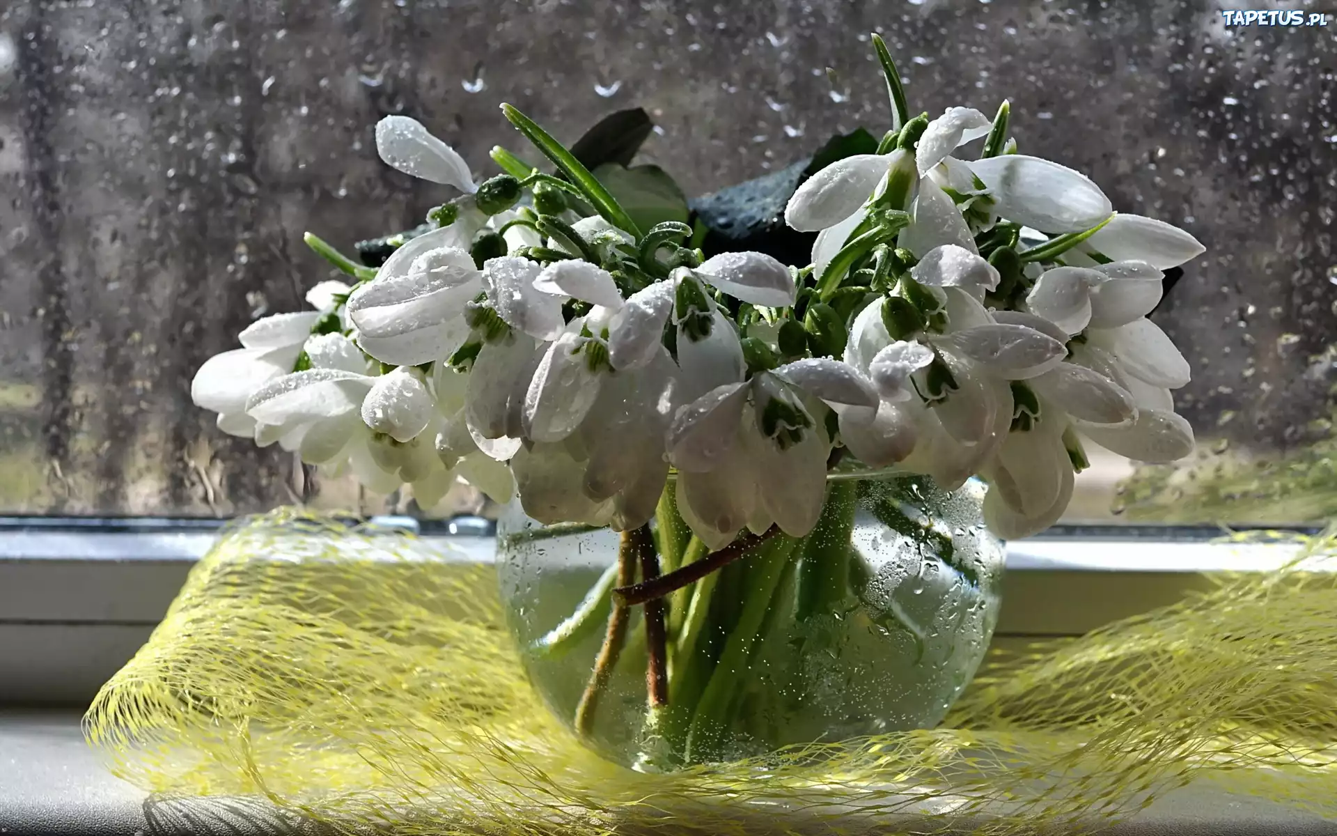 Przebiśniegi, Flakon, Okno