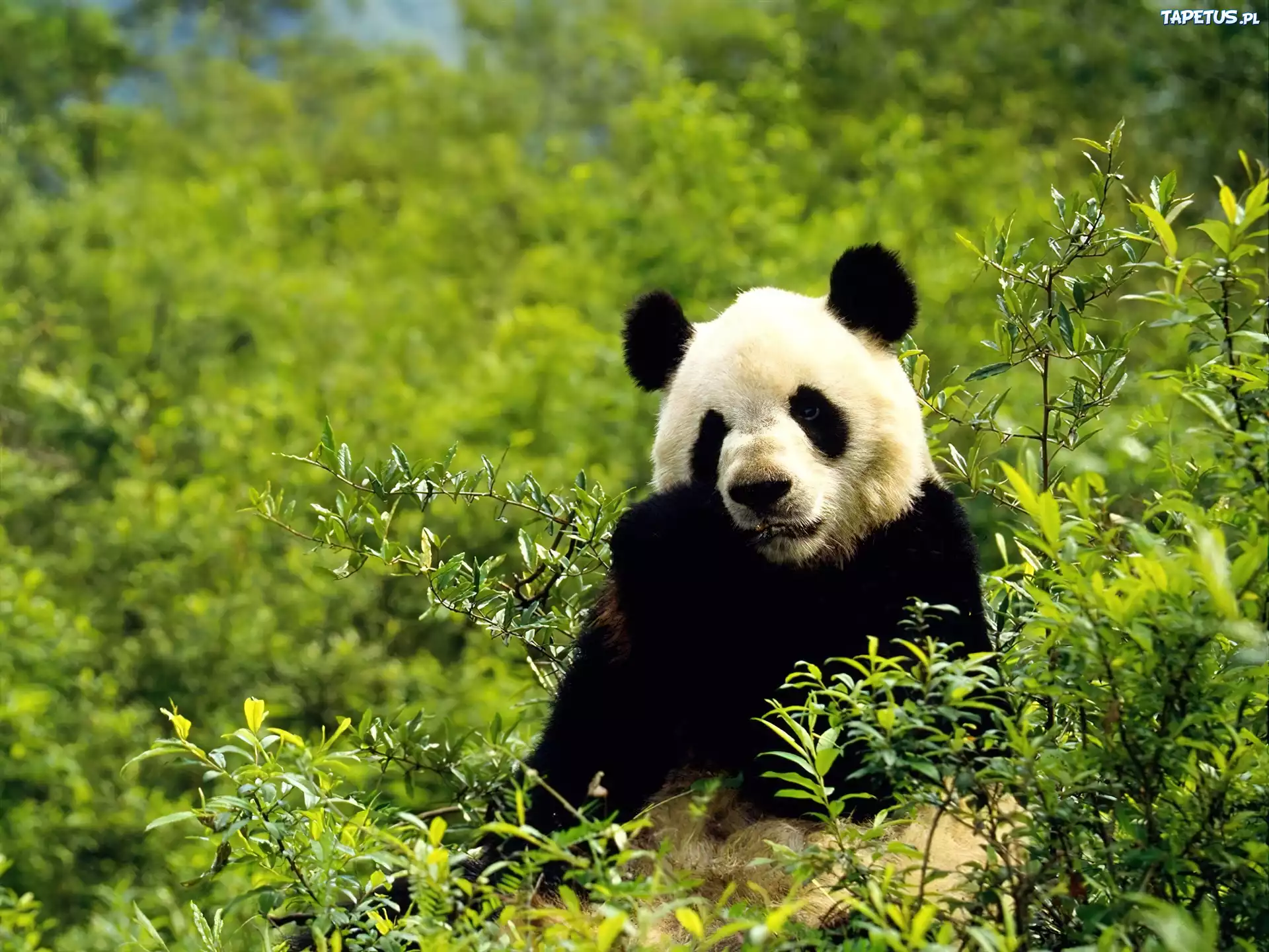 Panda