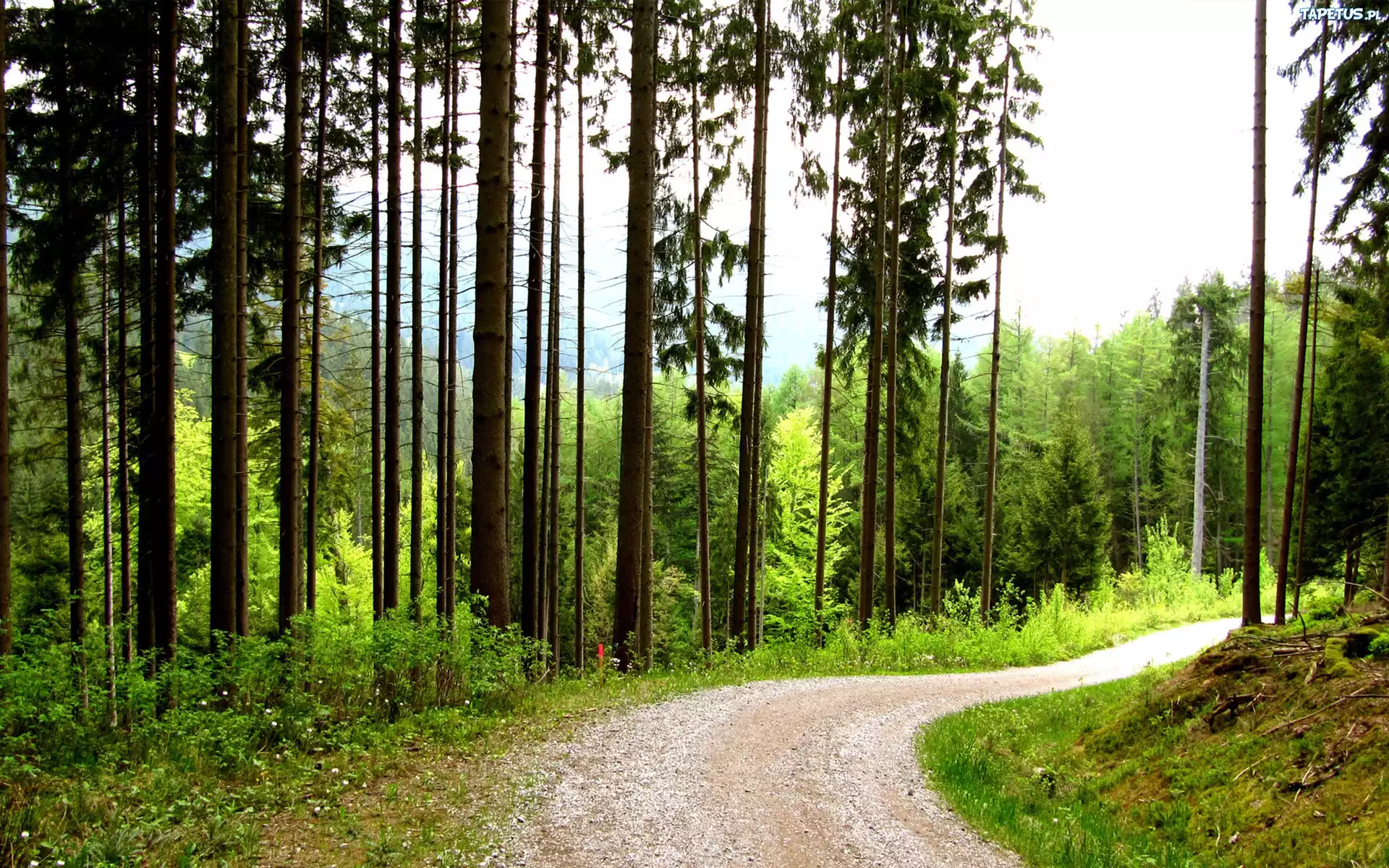 дорога, лес, поворот, деревья бесплатно
