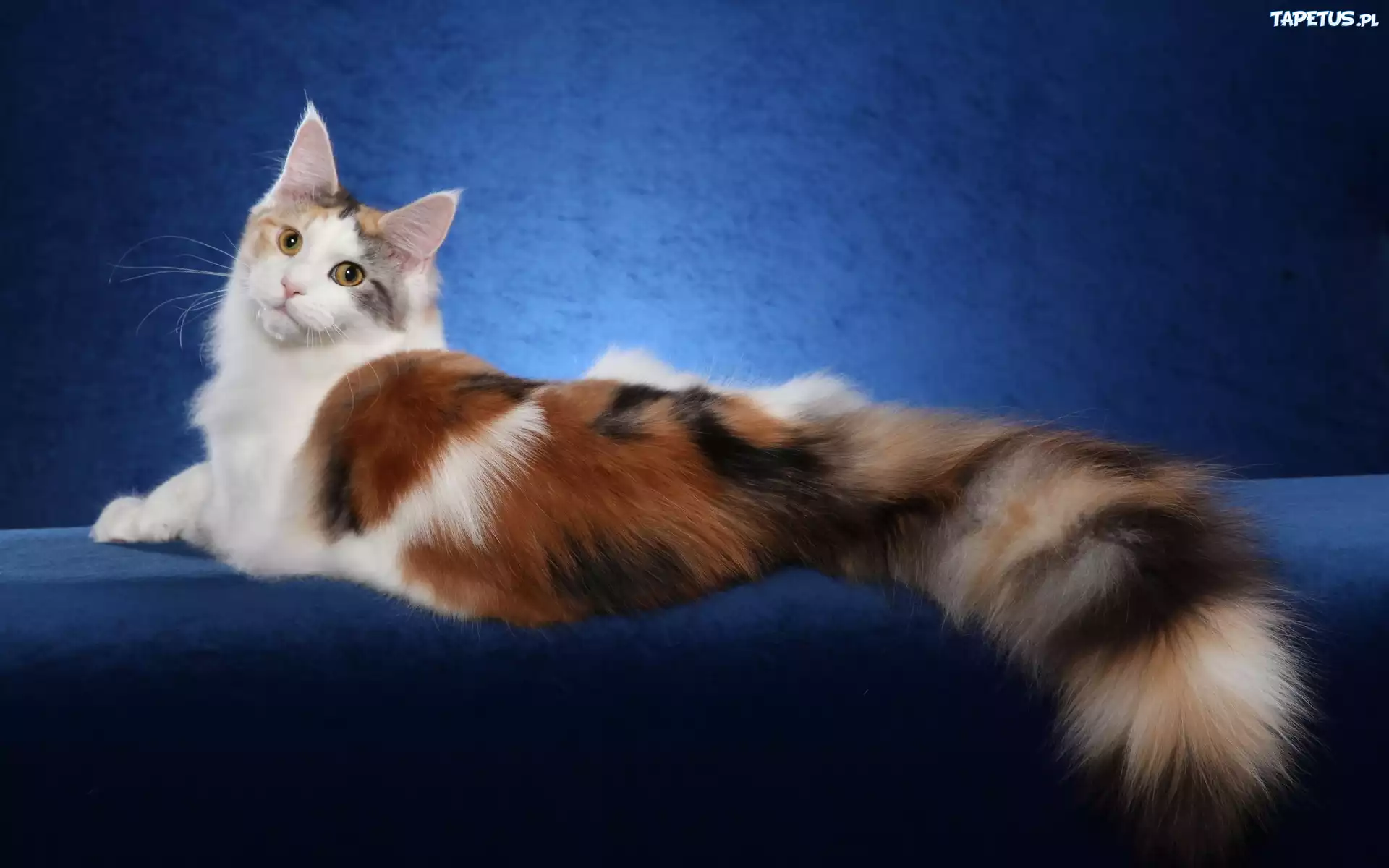 Piękny, Kot, Maine, Coon, Puszysty, Ogon