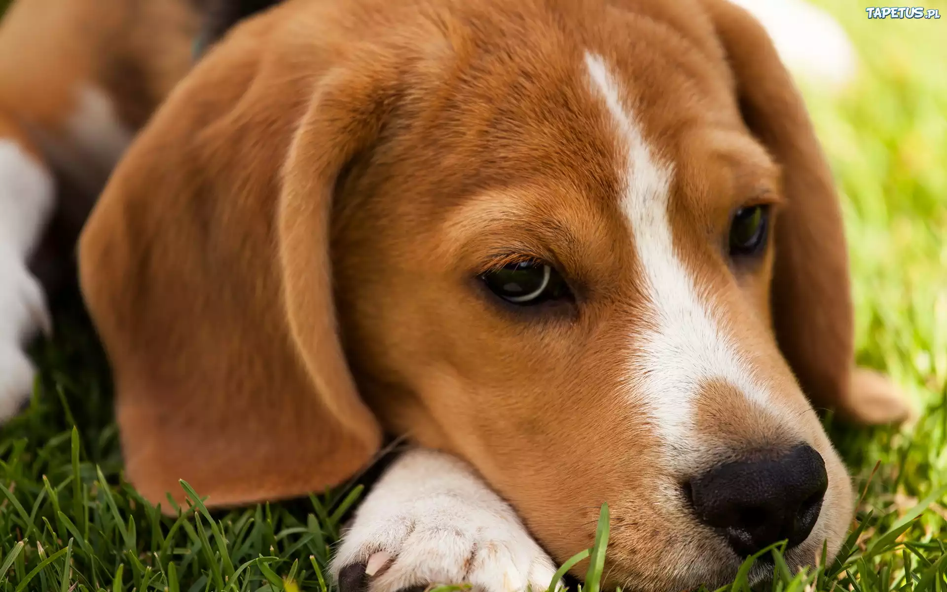 Beagle, Łąka, Wypoczynek