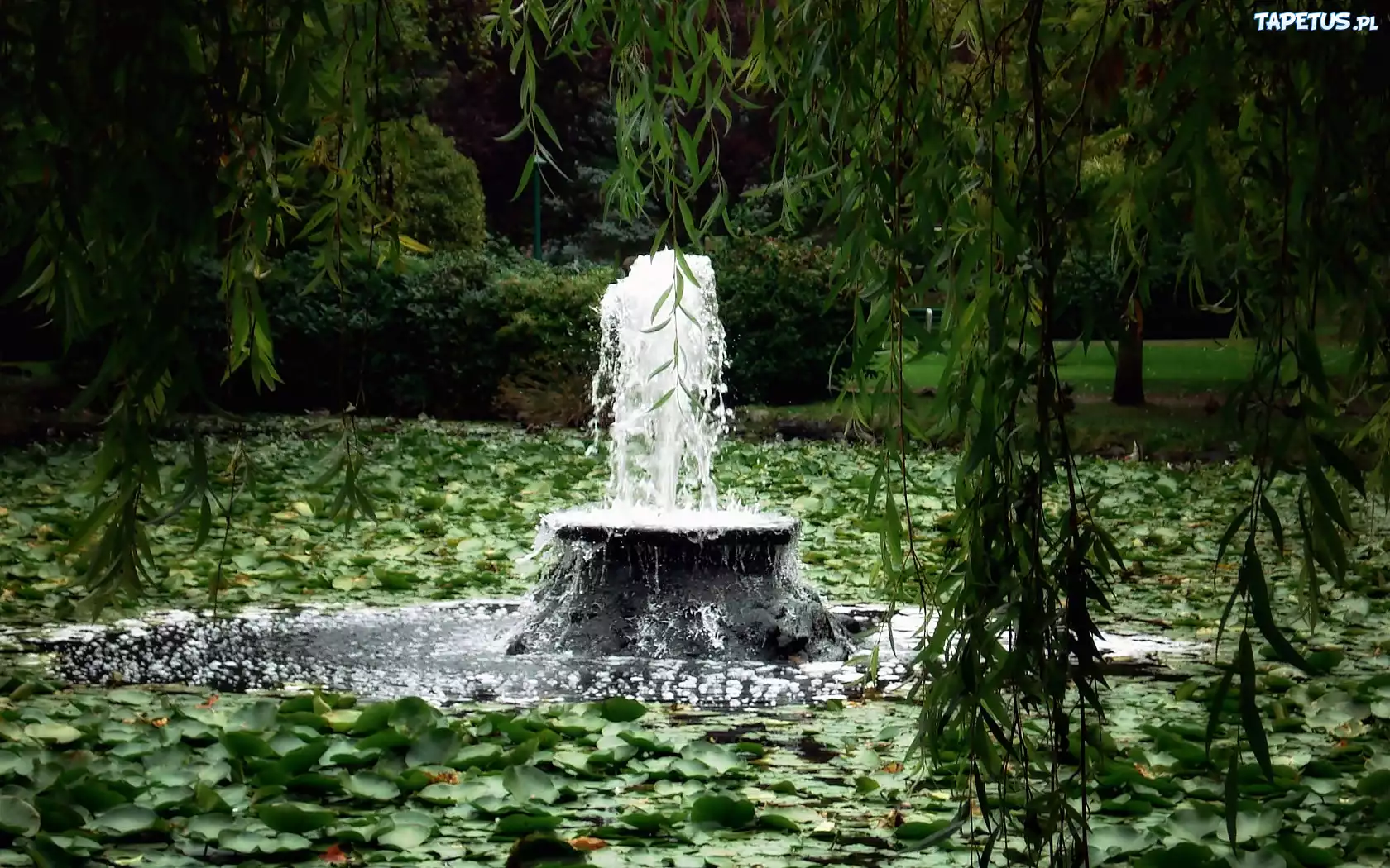 Park, Zarośnięty, Staw, Fontanna