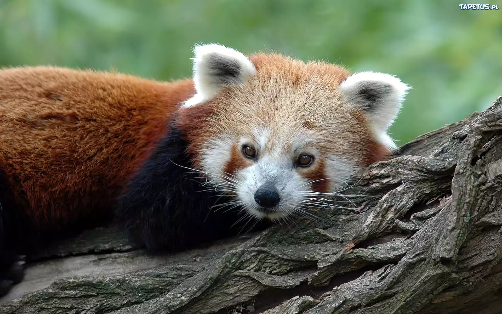 Mała, Panda, Drzewo