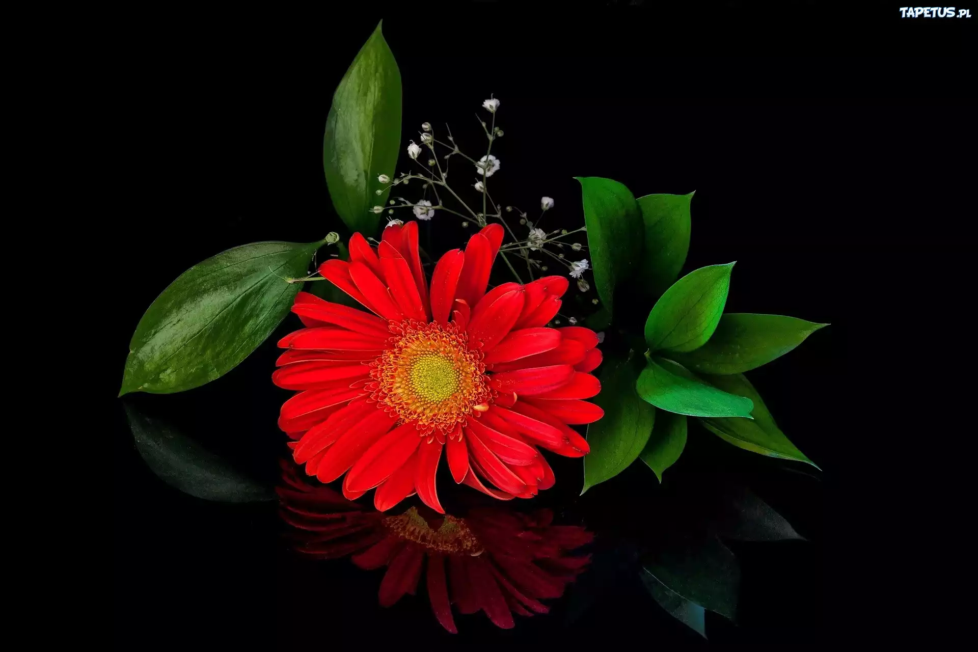 Gerbera, Wiązanka, Czarne tło, Odbicie