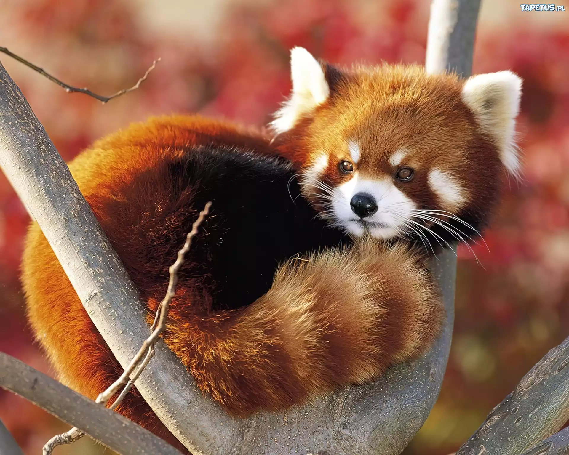 Panda, Mała