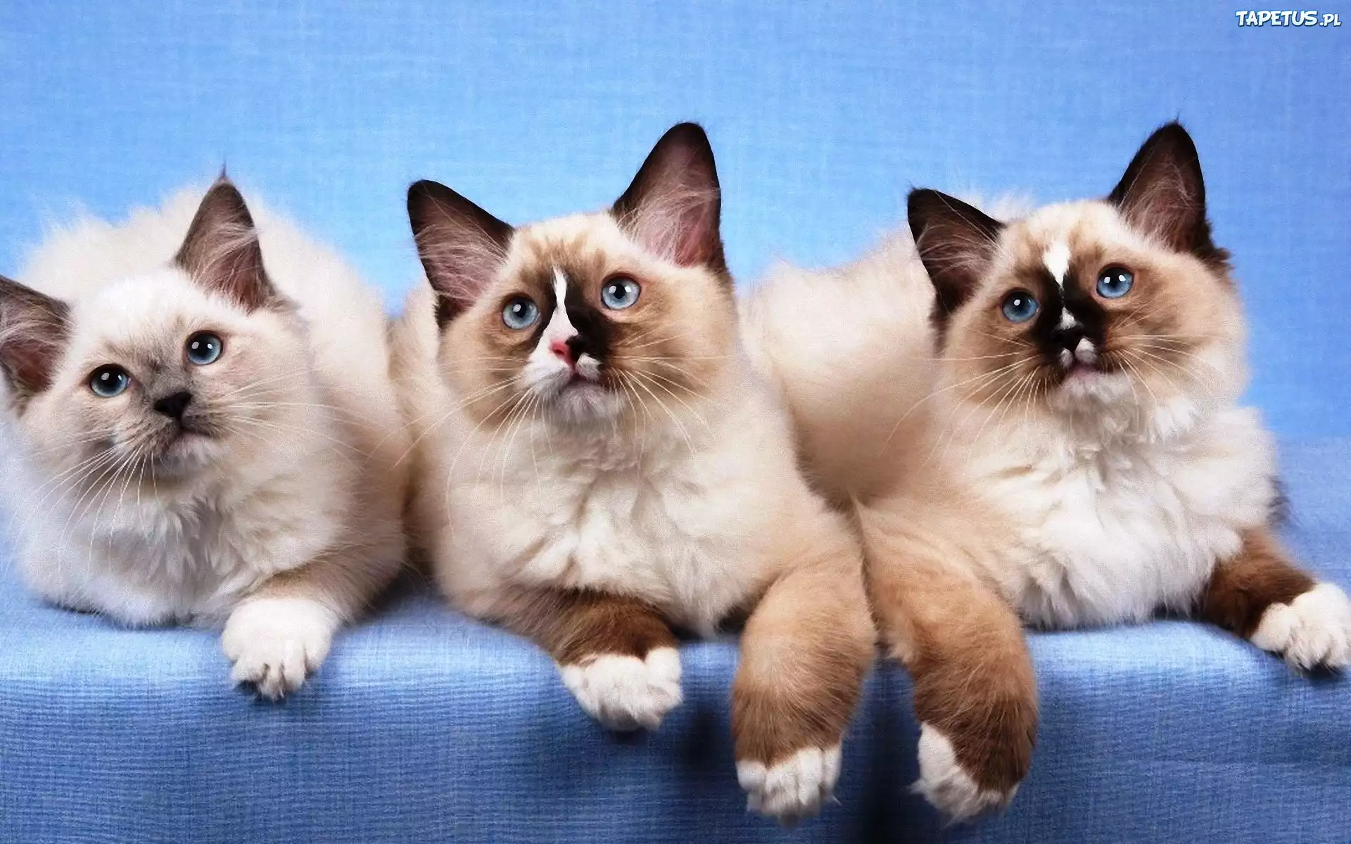 Trzy, Kotki, Ragdoll