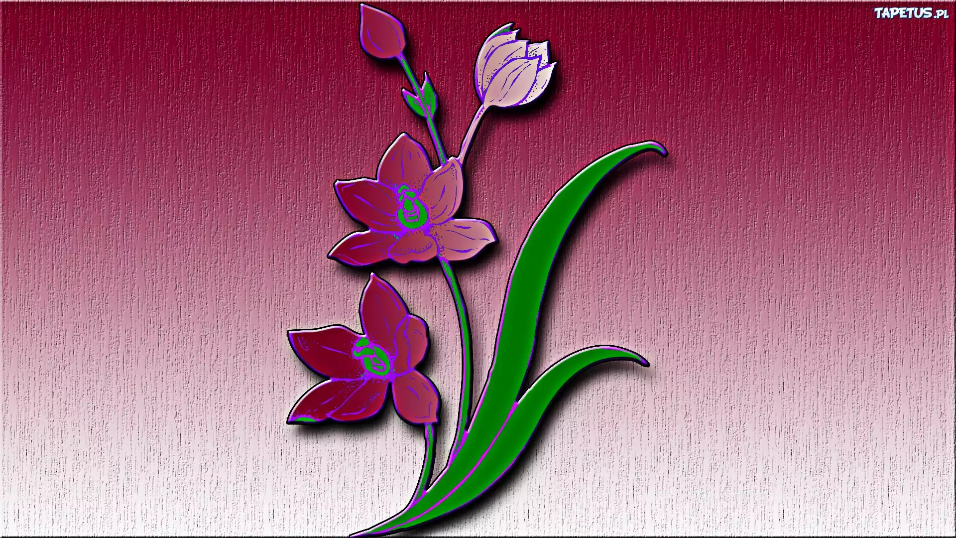 Fioletowy, Kwiat, Grafika, 3D